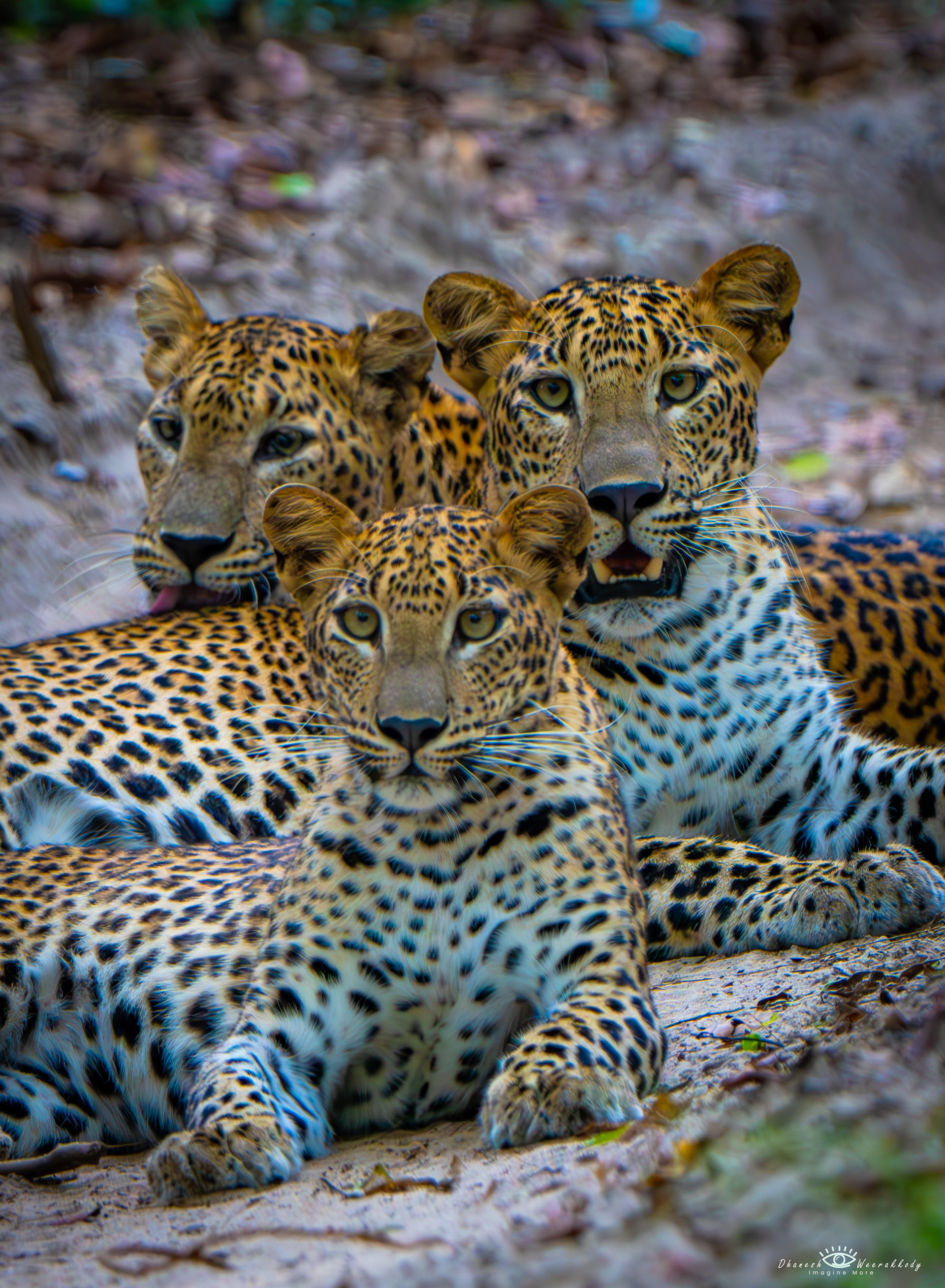 Sri Lankan Leopard – Wilpattu National Park (Nov 2024)  Captured during my visit to Wilpattu National Park, this majestic Sri Lankan Leopard (Panthera pardus kotiya) is an iconic predator unique to Sri Lanka. As the apex predator of the island, it roams freely in the dense forests of Wilpattu, showcasing its elusive beauty and strength.