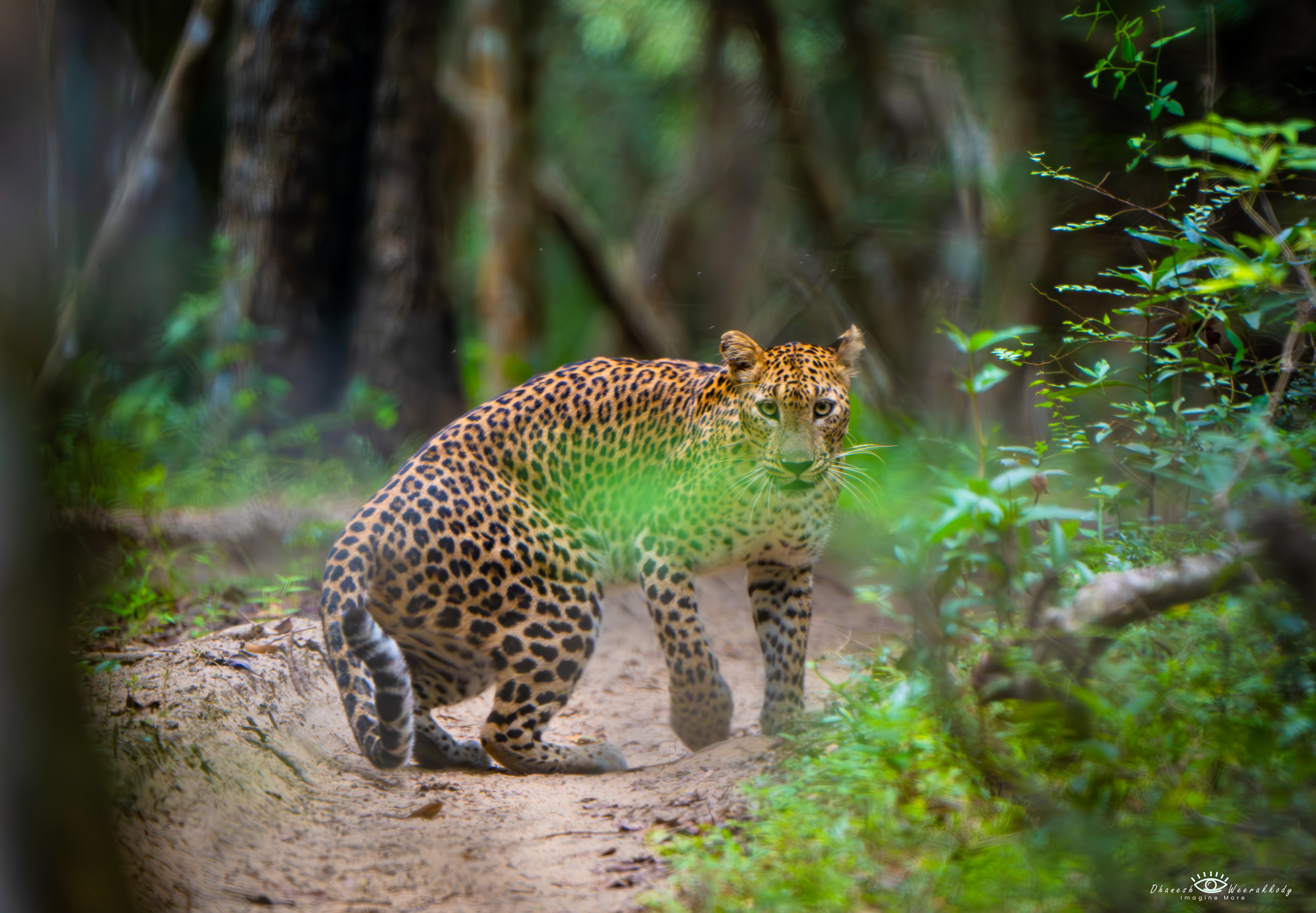 Sri Lankan Leopard – Wilpattu National Park (Nov 2024)  Captured during my visit to Wilpattu National Park, this majestic Sri Lankan Leopard (Panthera pardus kotiya) is an iconic predator unique to Sri Lanka. As the apex predator of the island, it roams freely in the dense forests of Wilpattu, showcasing its elusive beauty and strength.