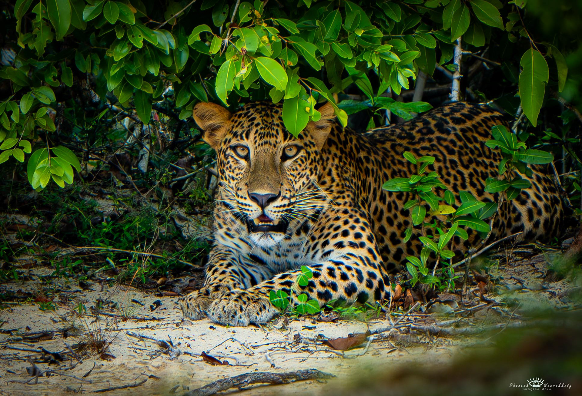 Sri Lankan Leopard – Wilpattu National Park (Nov 2024)  Captured during my visit to Wilpattu National Park, this majestic Sri Lankan Leopard (Panthera pardus kotiya) is an iconic predator unique to Sri Lanka. As the apex predator of the island, it roams freely in the dense forests of Wilpattu, showcasing its elusive beauty and strength.