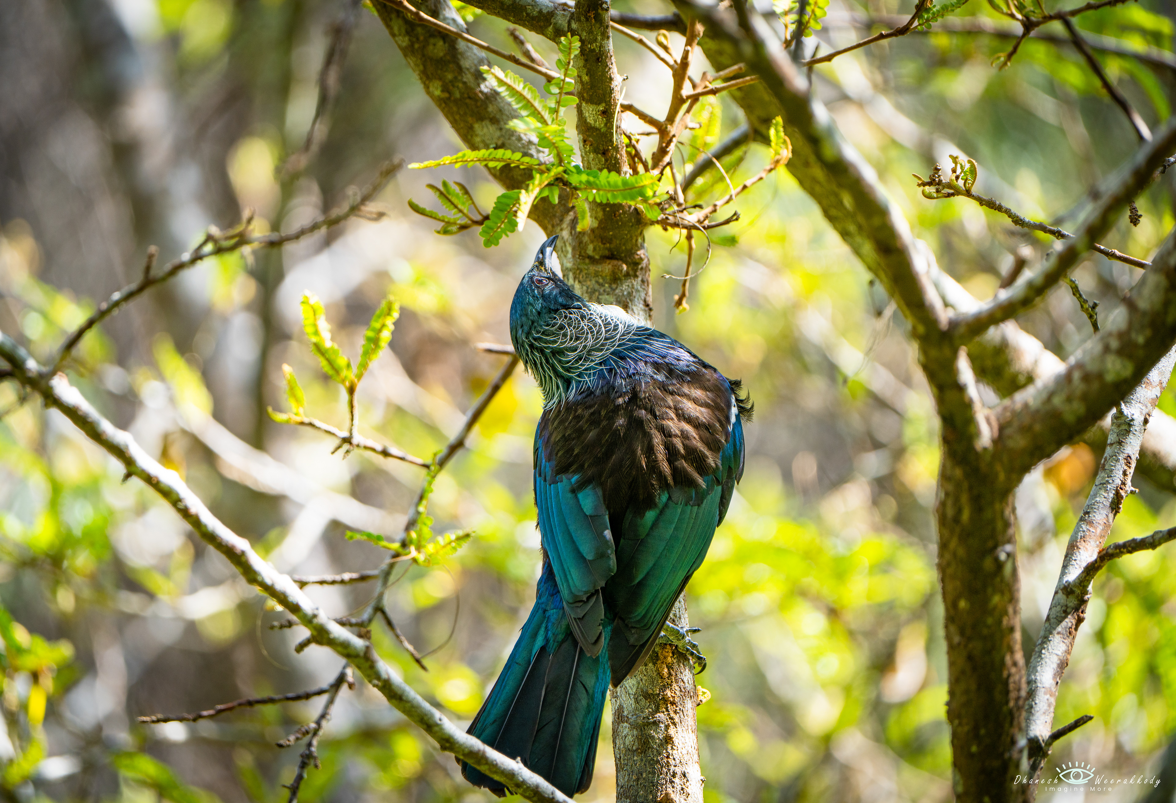 Tui Bird – Shakespear National Park, NZ  Captured at Shakespear National Park, this Tui (Prosthemadera novaeseelandiae) is one of New Zealand’s most distinctive native birds. Known for its iridescent plumage and melodic calls, the Tui plays a vital role in pollination, making it a true symbol of Aotearoa’s vibrant birdlife.