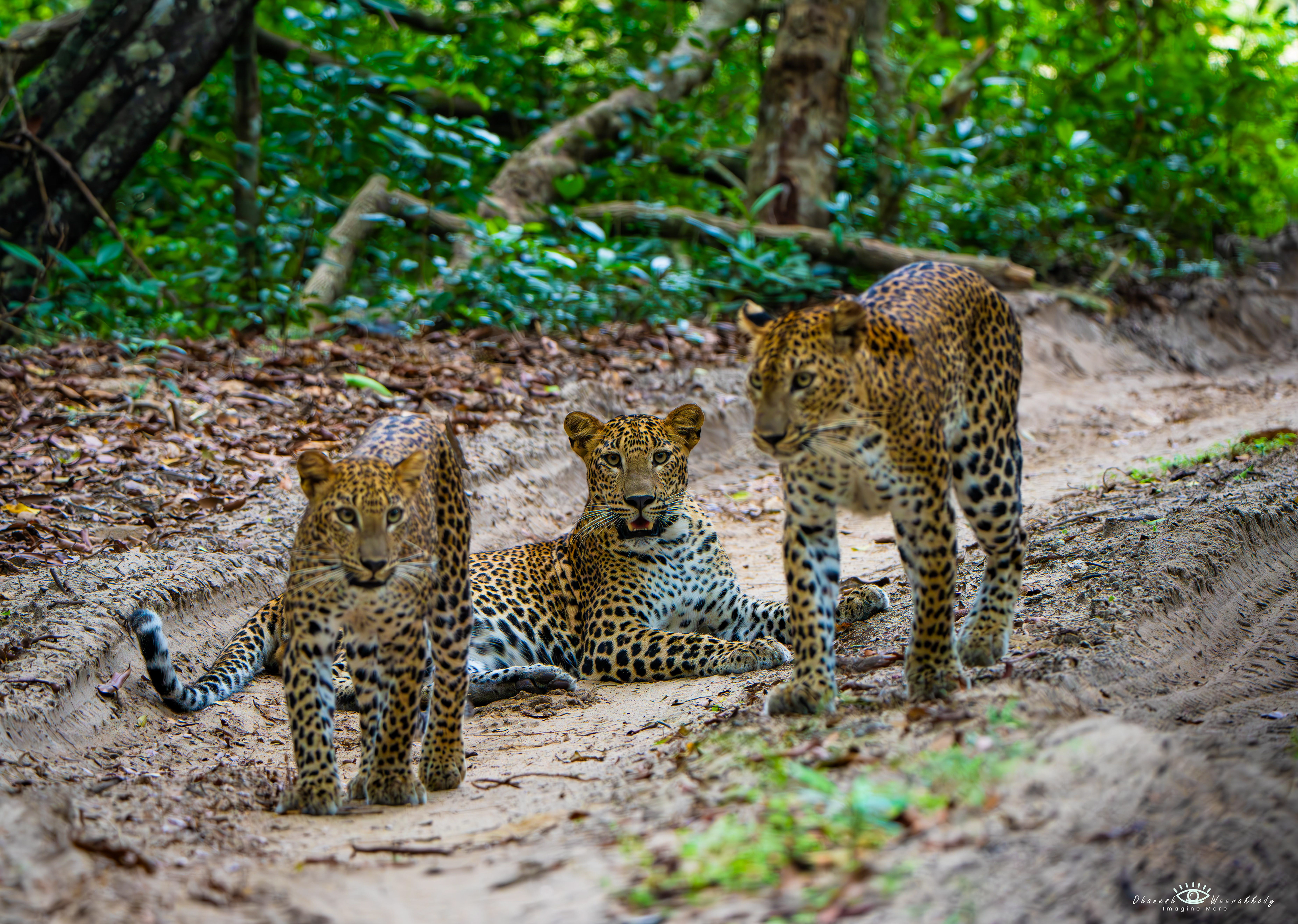Sri Lankan Leopard – Wilpattu National Park (Nov 2024)  Captured during my visit to Wilpattu National Park, this majestic Sri Lankan Leopard (Panthera pardus kotiya) is an iconic predator unique to Sri Lanka. As the apex predator of the island, it roams freely in the dense forests of Wilpattu, showcasing its elusive beauty and strength.