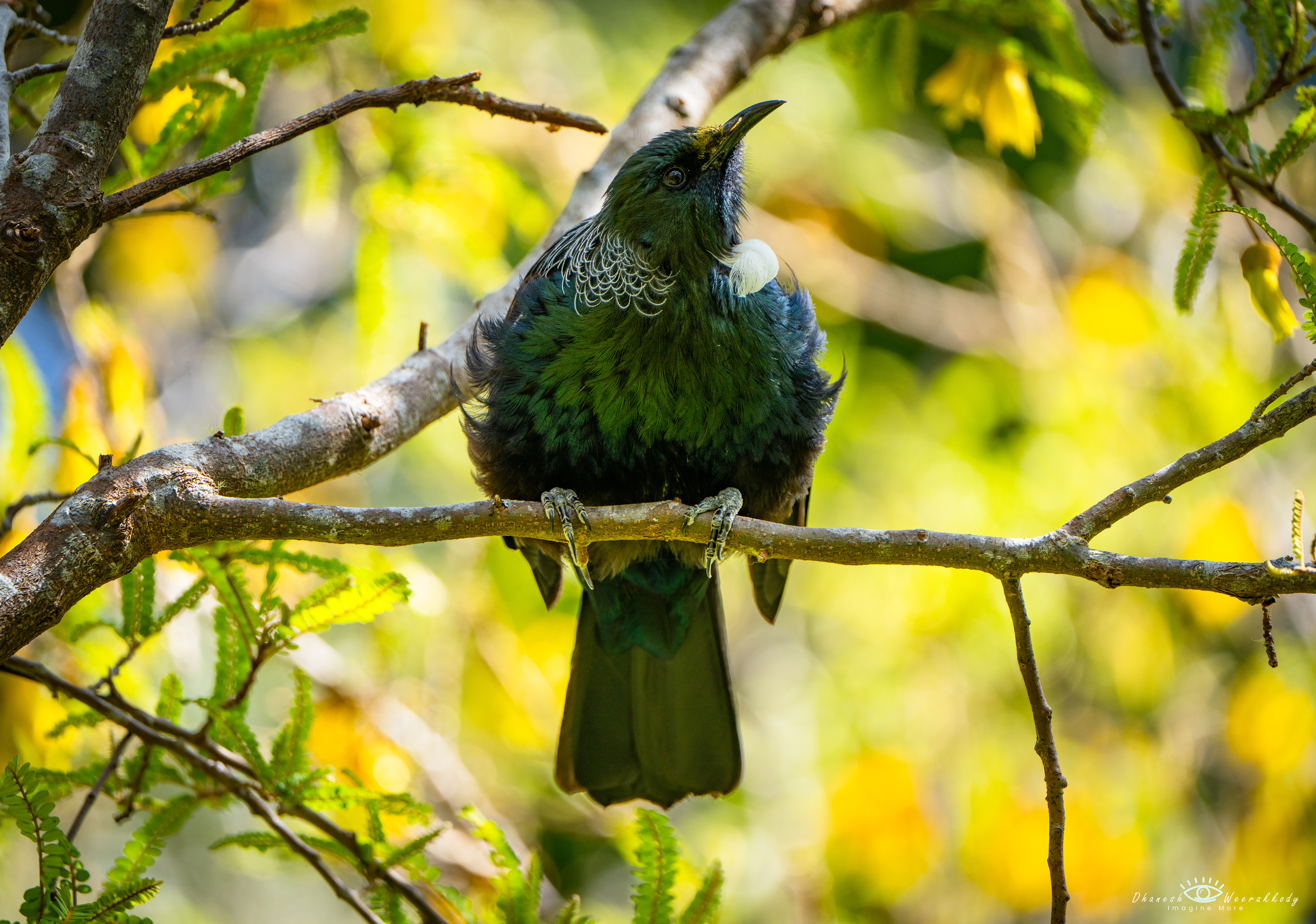 Tui Bird – Shakespear National Park, NZ  Captured at Shakespear National Park, this Tui (Prosthemadera novaeseelandiae) is one of New Zealand’s most distinctive native birds. Known for its iridescent plumage and melodic calls, the Tui plays a vital role in pollination, making it a true symbol of Aotearoa’s vibrant birdlife.