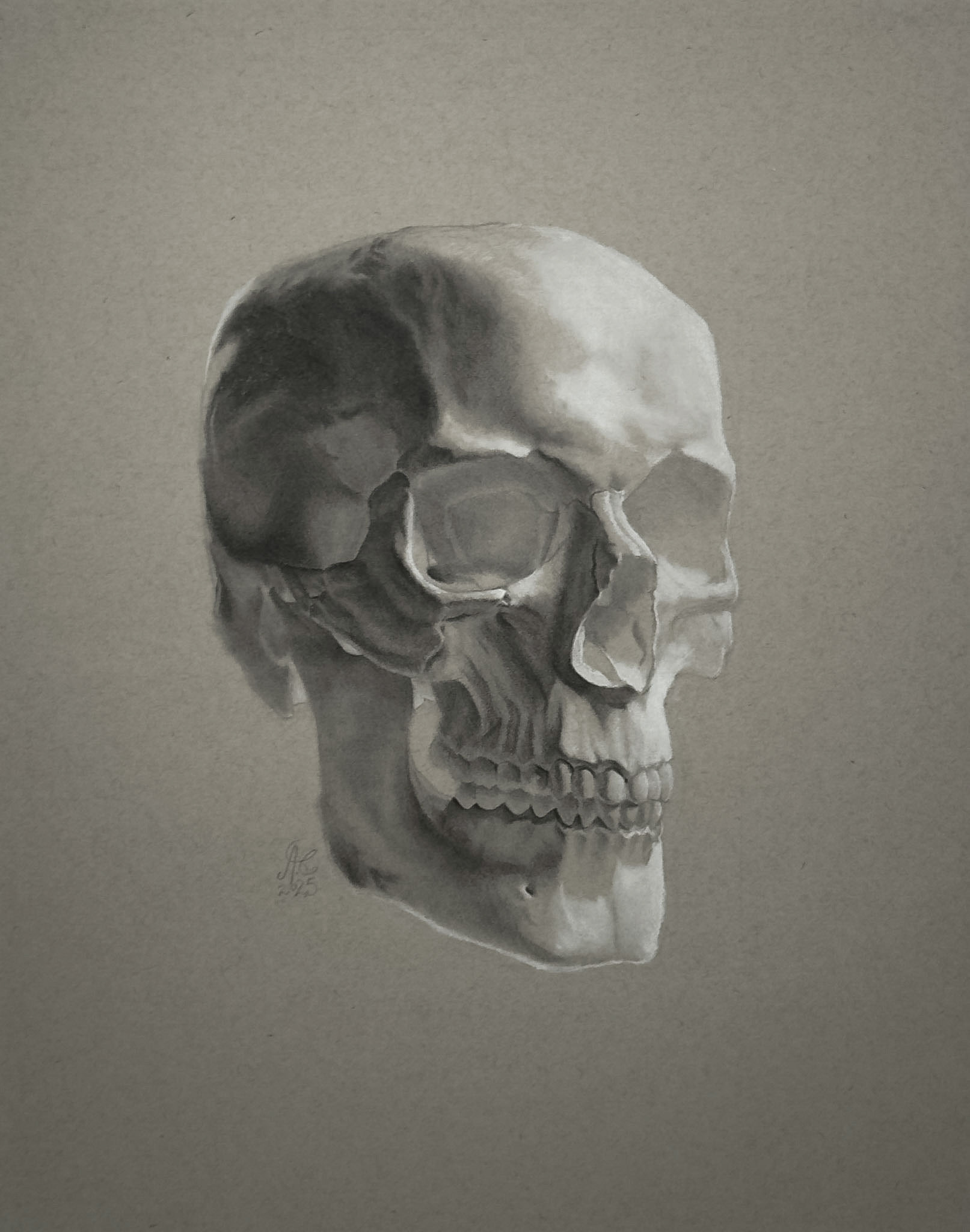 Vanitas, 2025. "18x24" Pencil and white pastel on toned archival paper