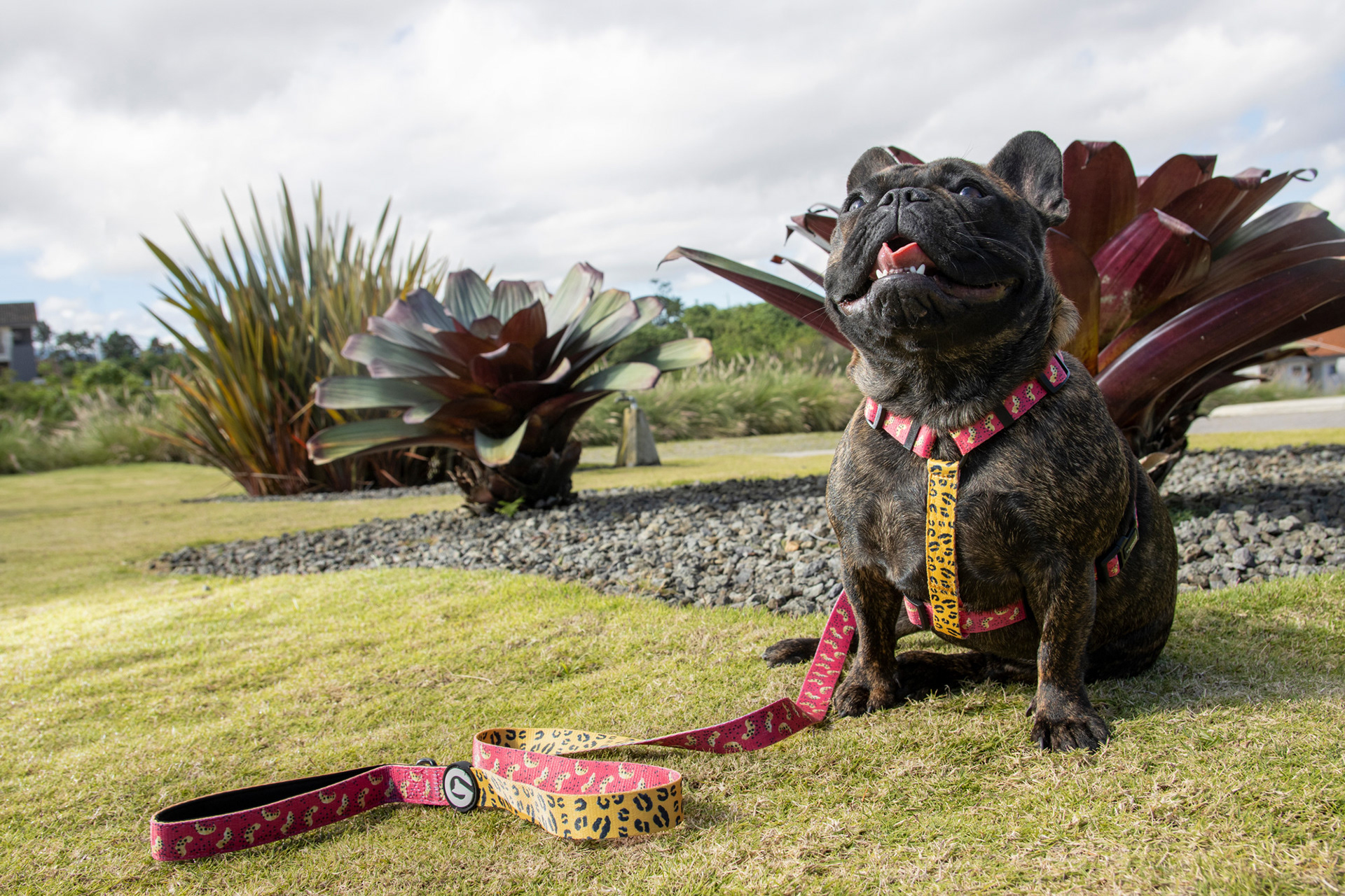 Foto + Casting: Light Essence Audiovisual - Marca: Flamingo Dog Wear.