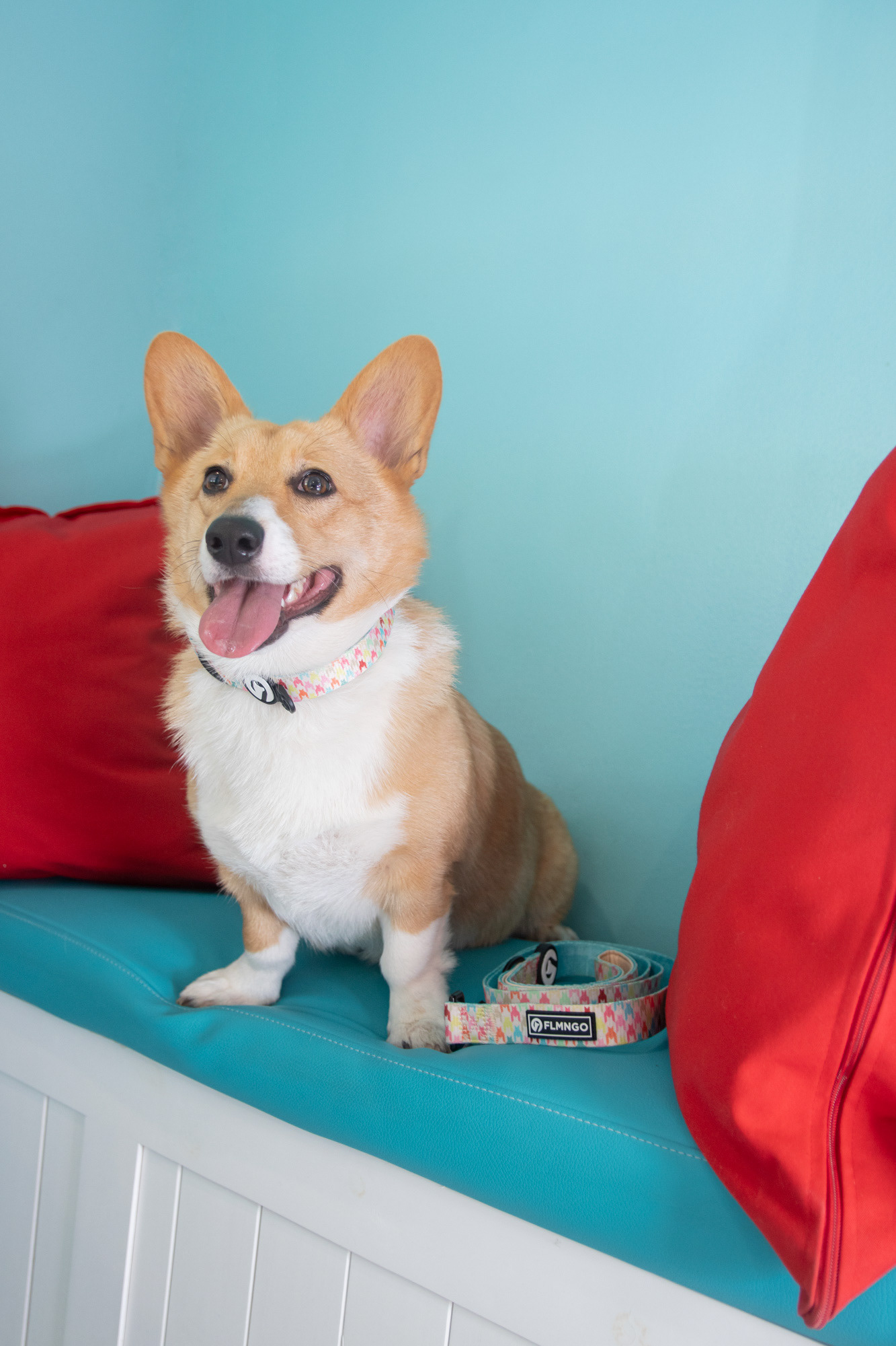 Foto + Casting: Light Essence Audiovisual - Marca: Flamingo Dog Wear.