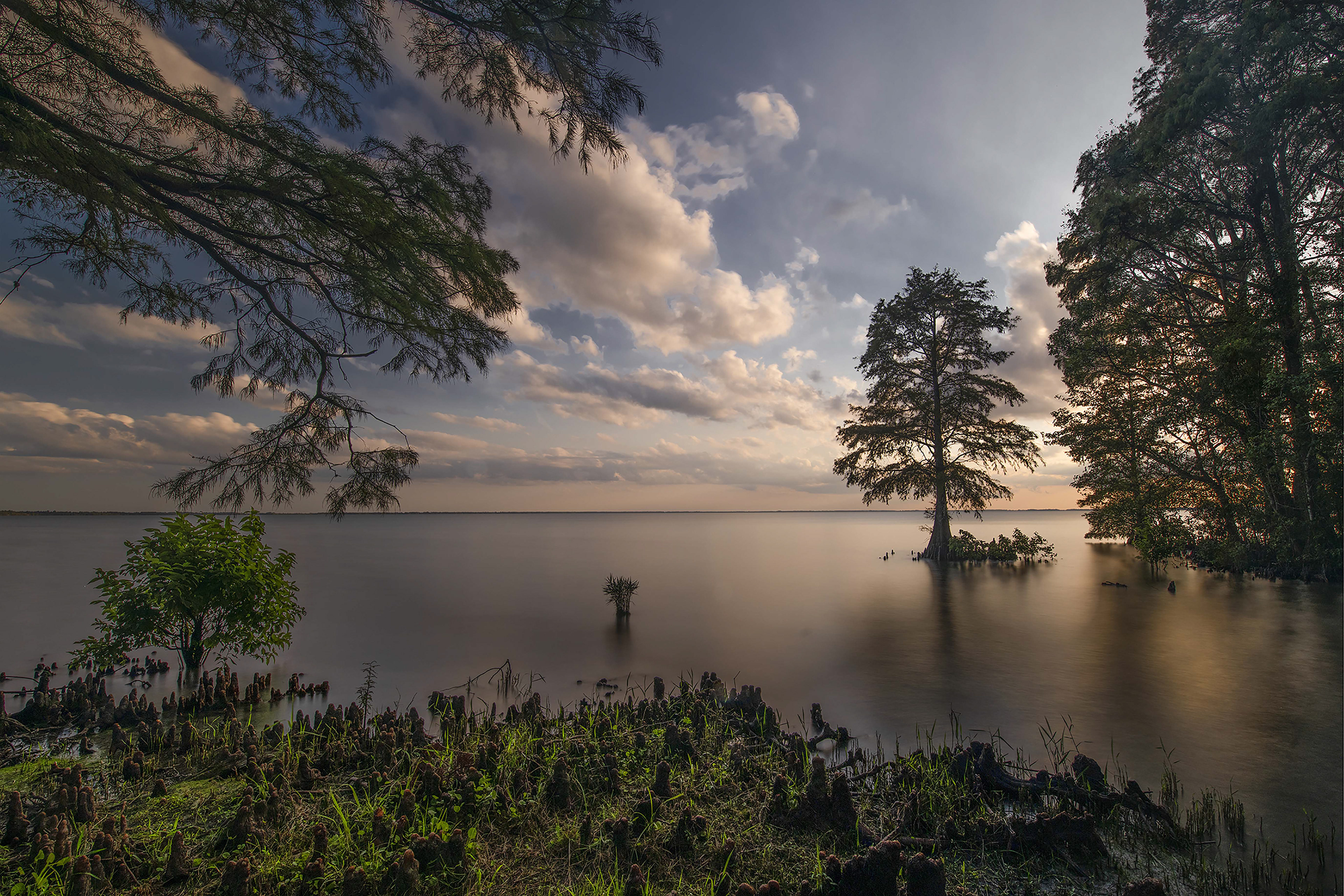 Lake Phelps Tree At Sunset