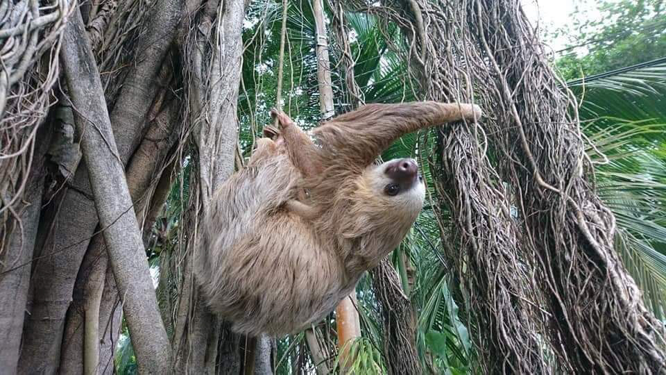 Costa Rica - Puerto Viejo - Sloth
