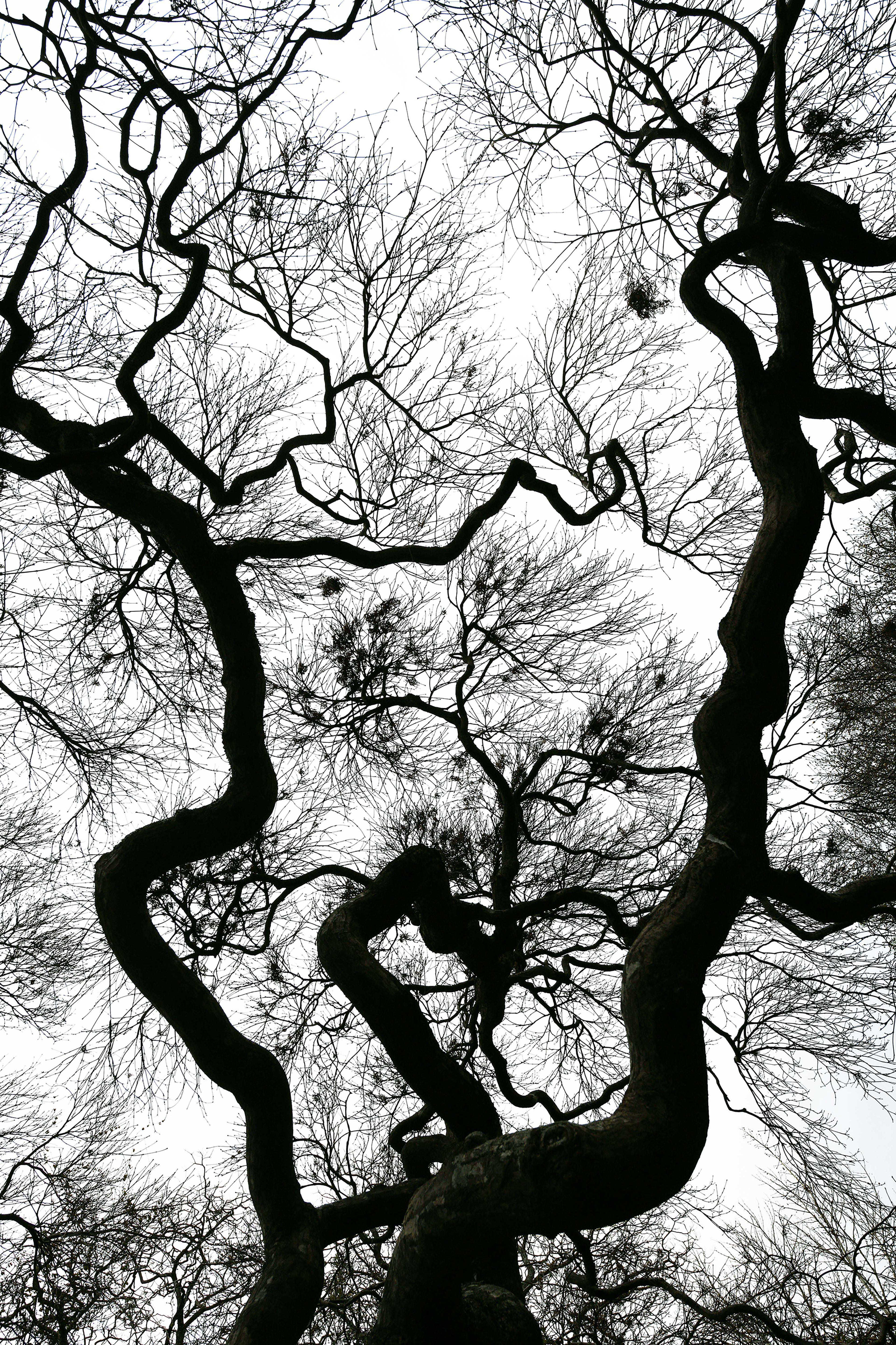 Knarled tree at JCRA