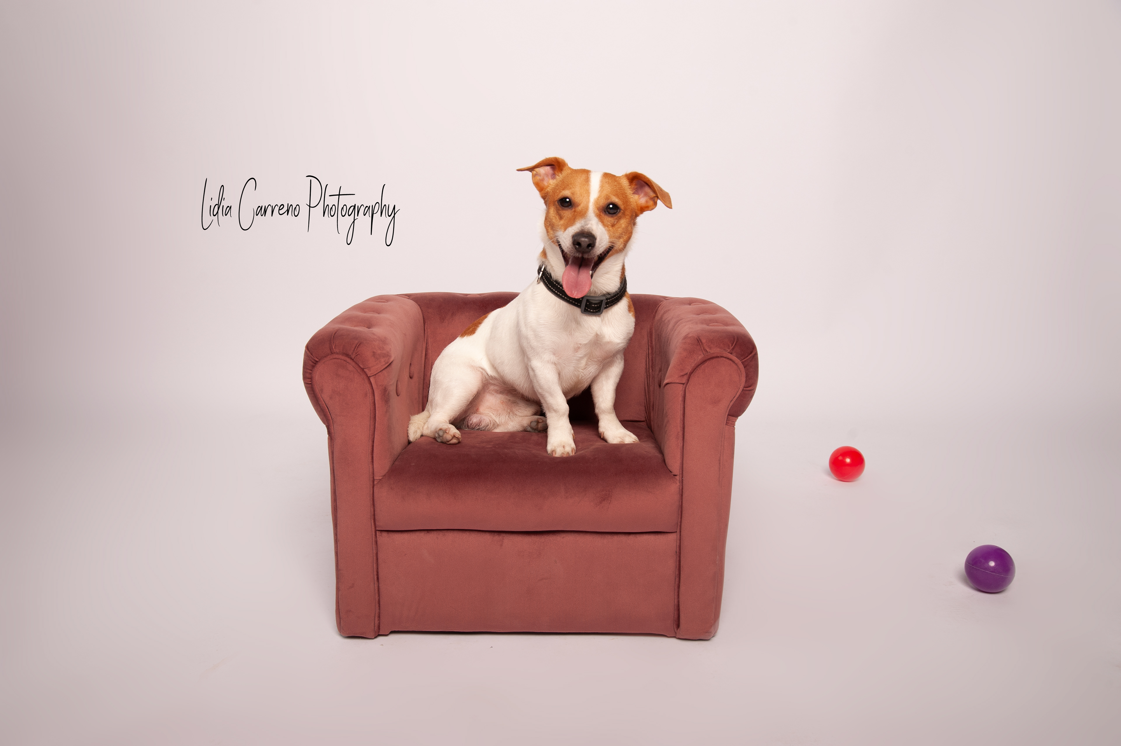 Honden fotograaf