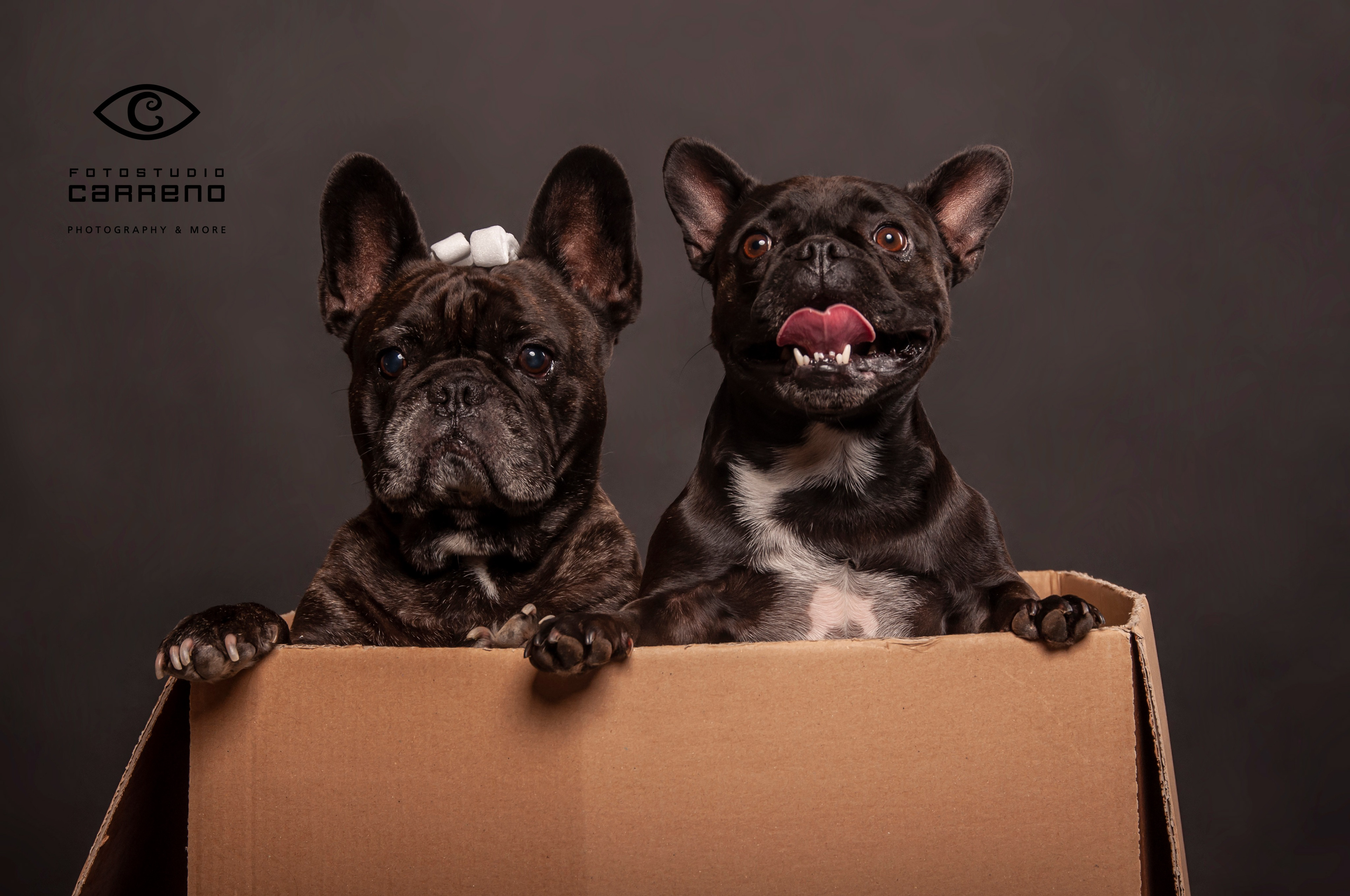 Honden fotograaf Heerlen