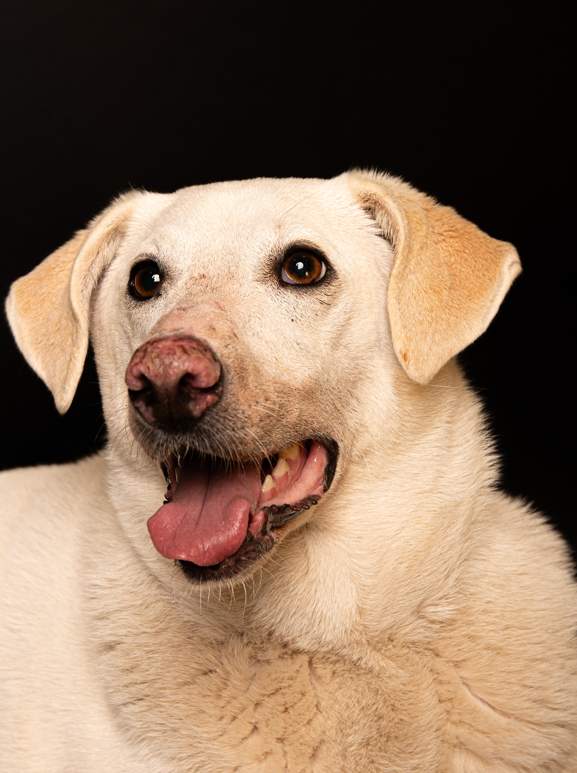 Hond portret fotograaf Heerlen