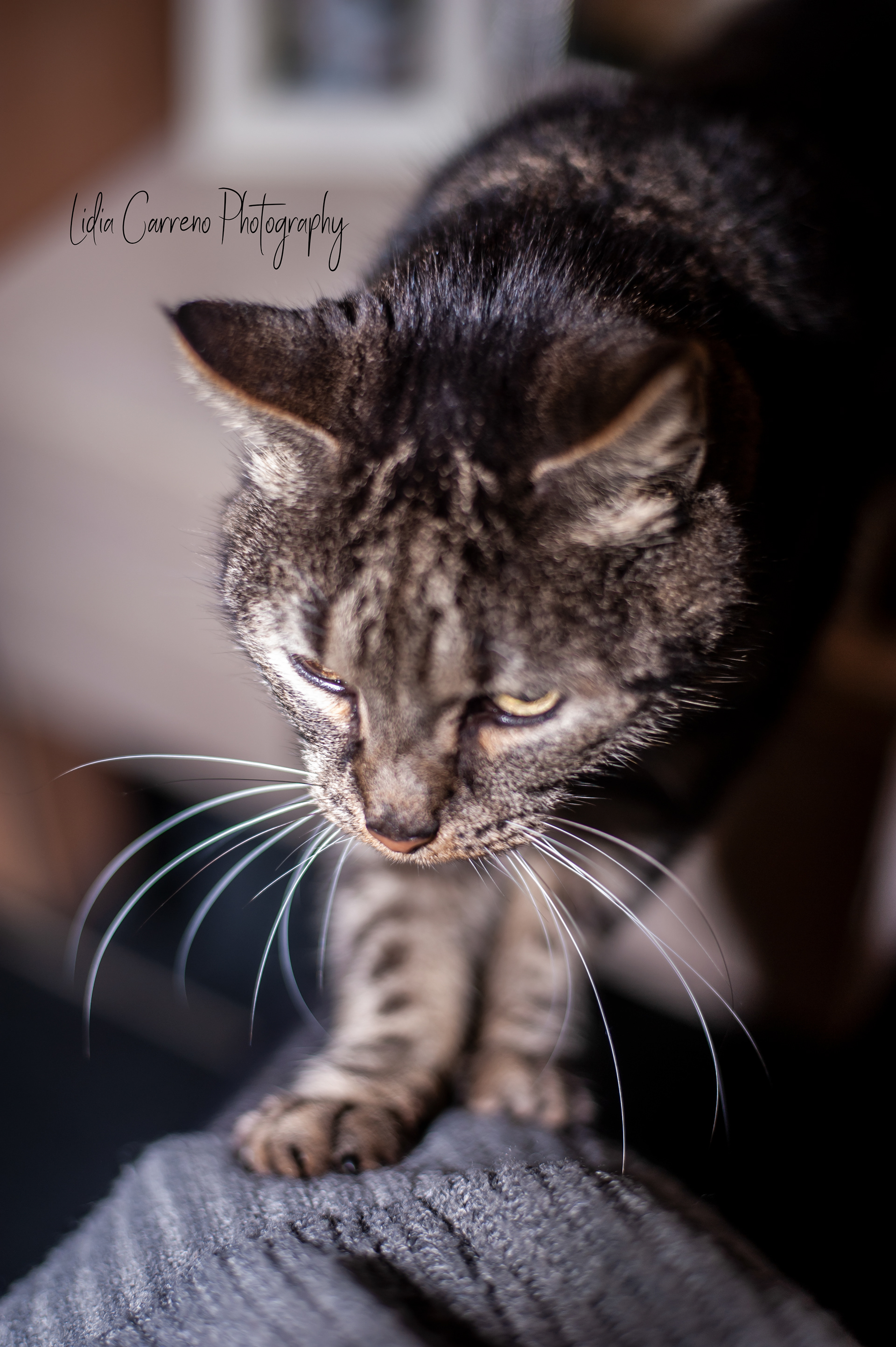 Dierenfotograaf Heerlen