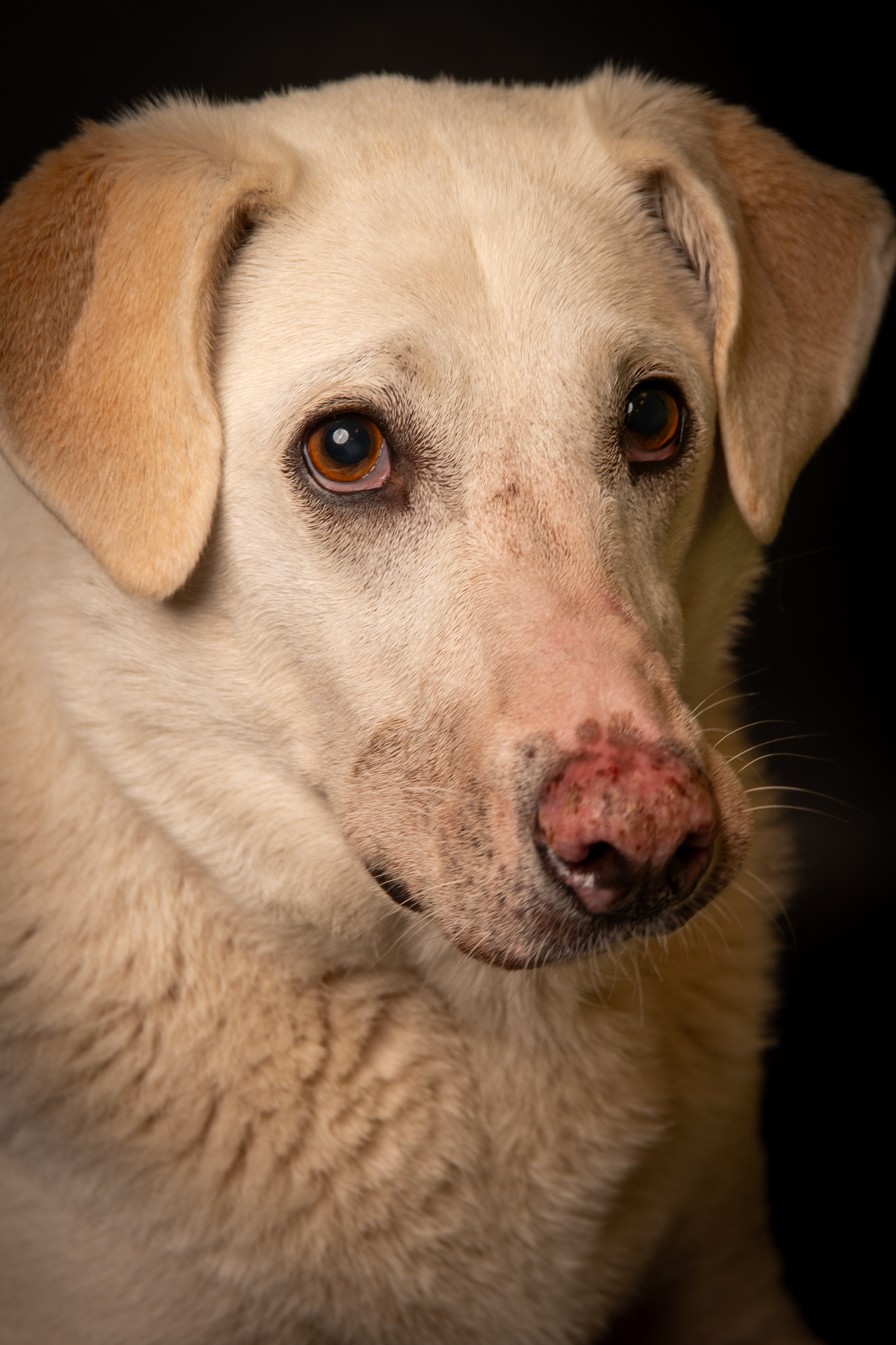 Hond portret Heerlen