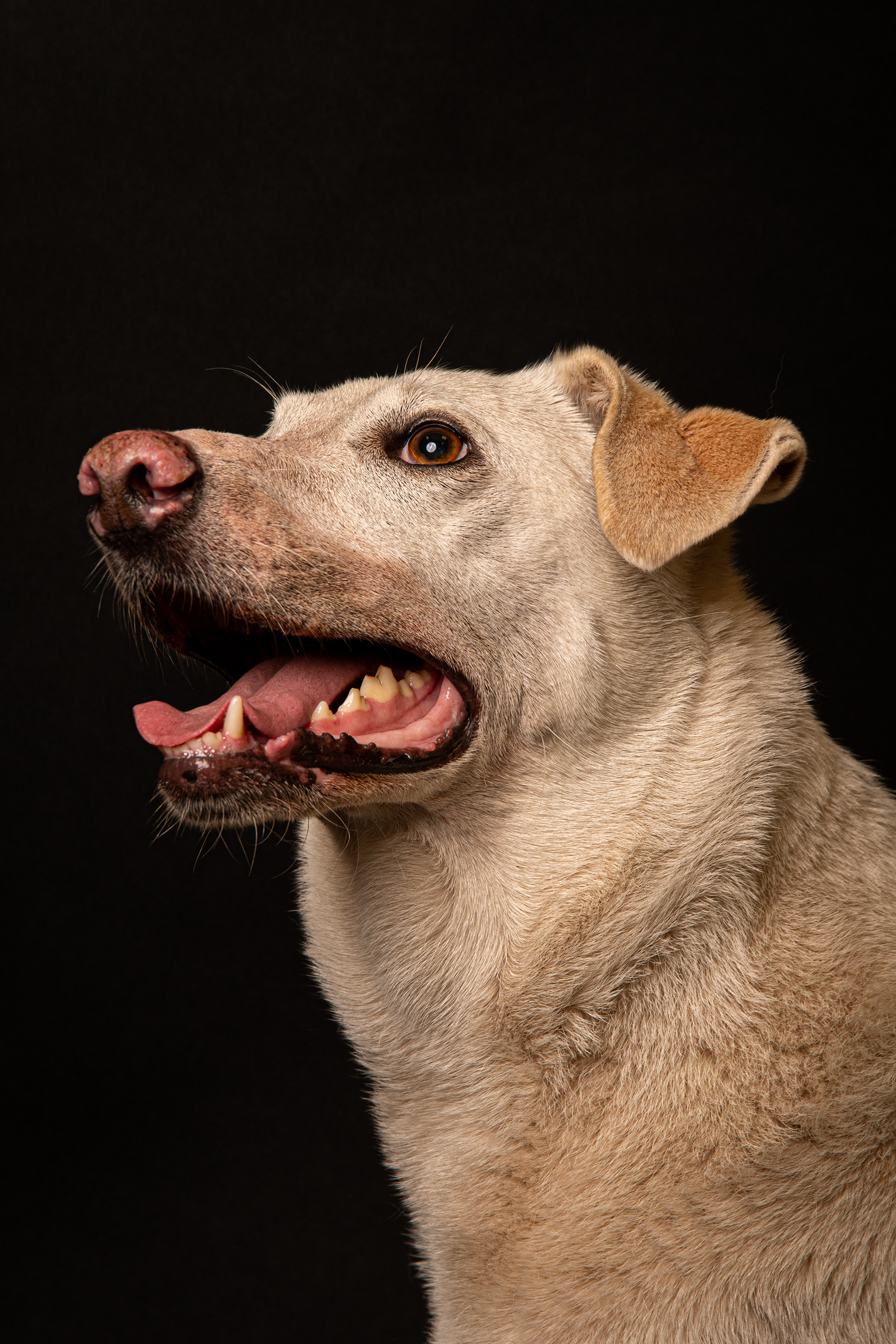 Honden fotografie Heerlen