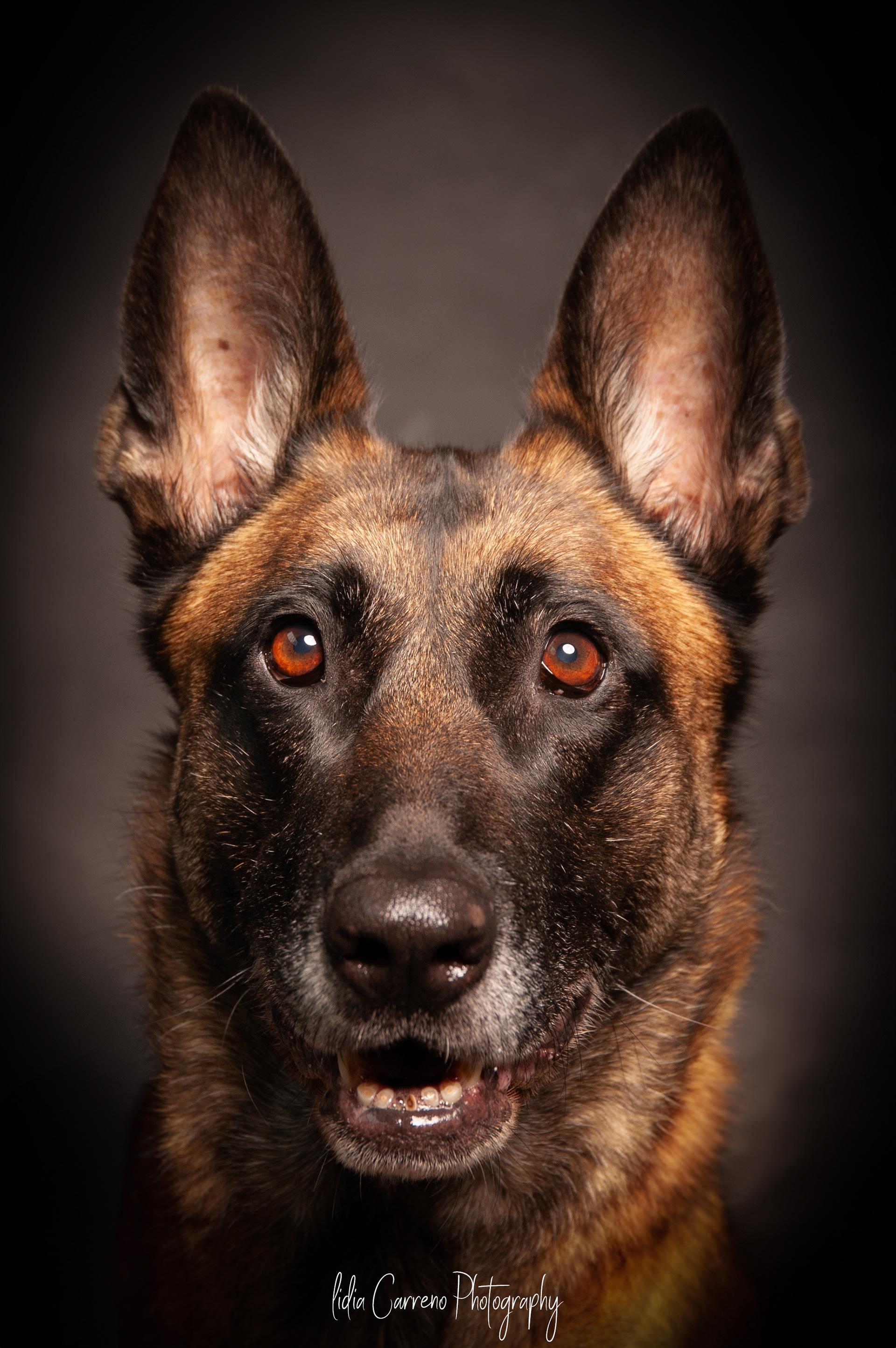 Honden fotograaf Heerlen