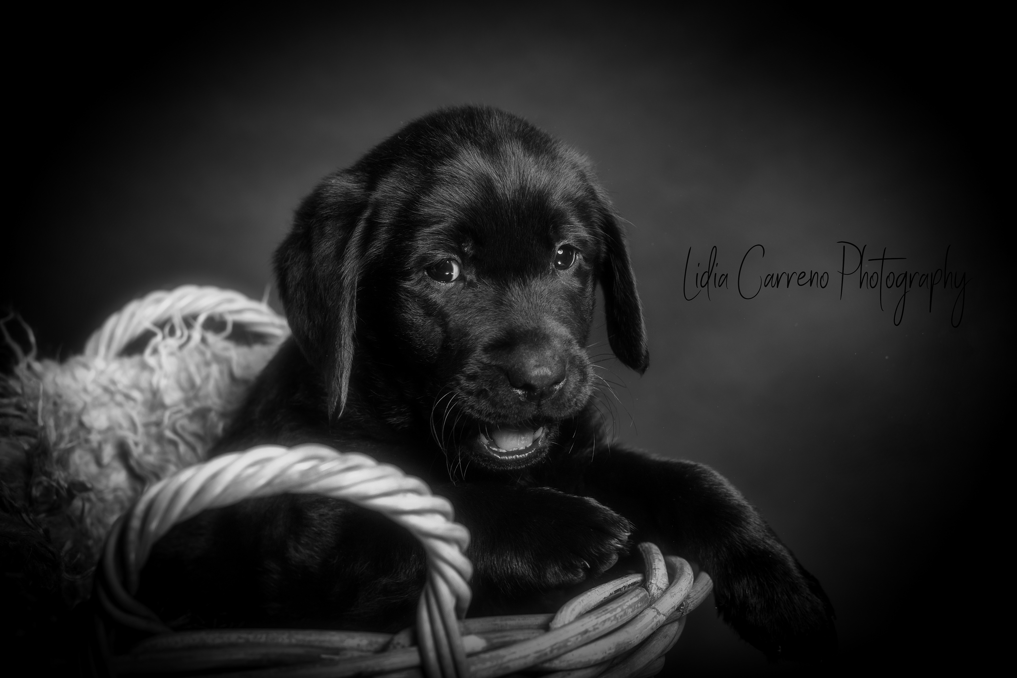 Puppy Photography Roermond