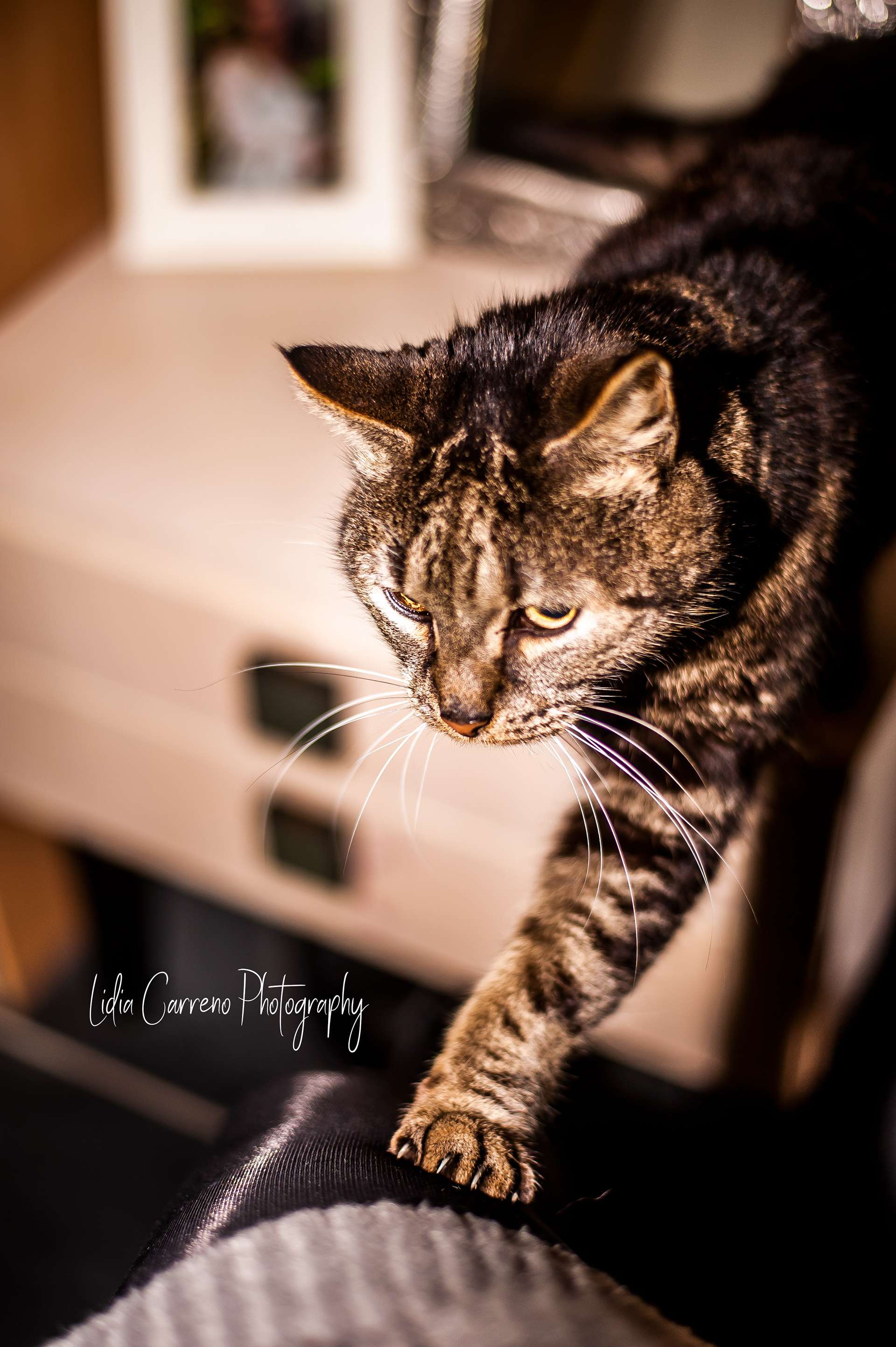 Katten fotograaf Roermond