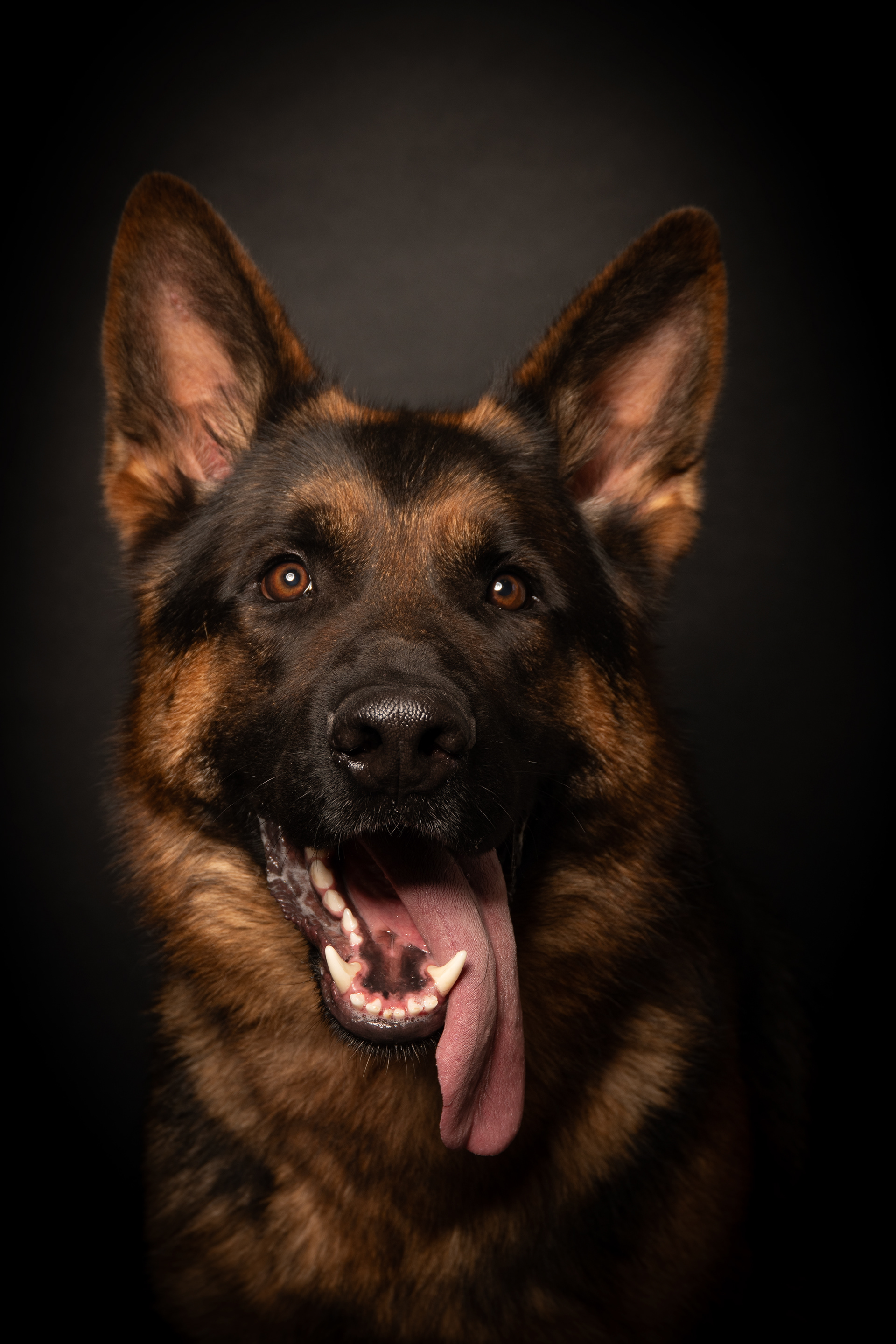 Honden fotograaf Heerlen