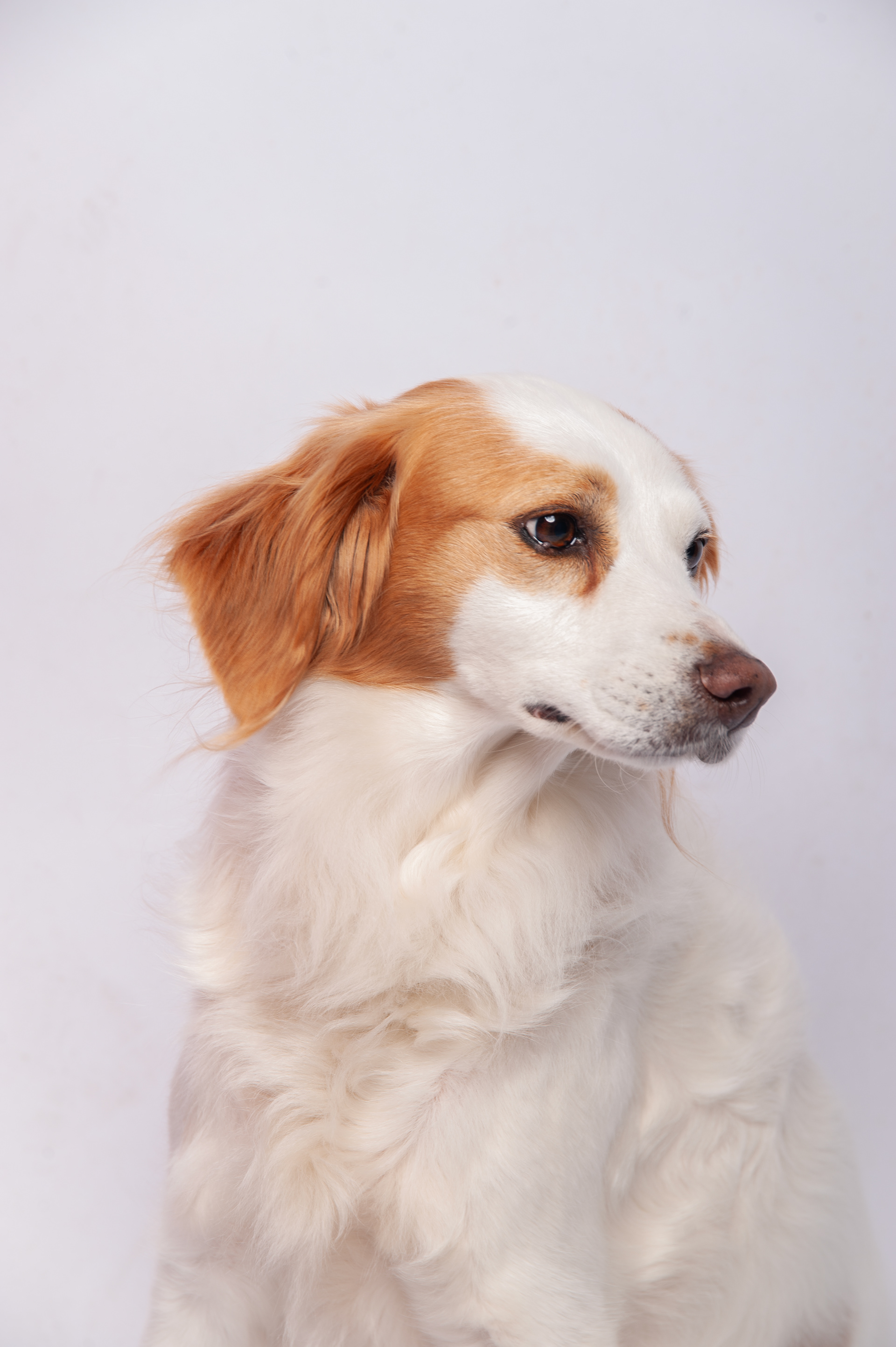 Honden fotograaf Parkstad Limburg