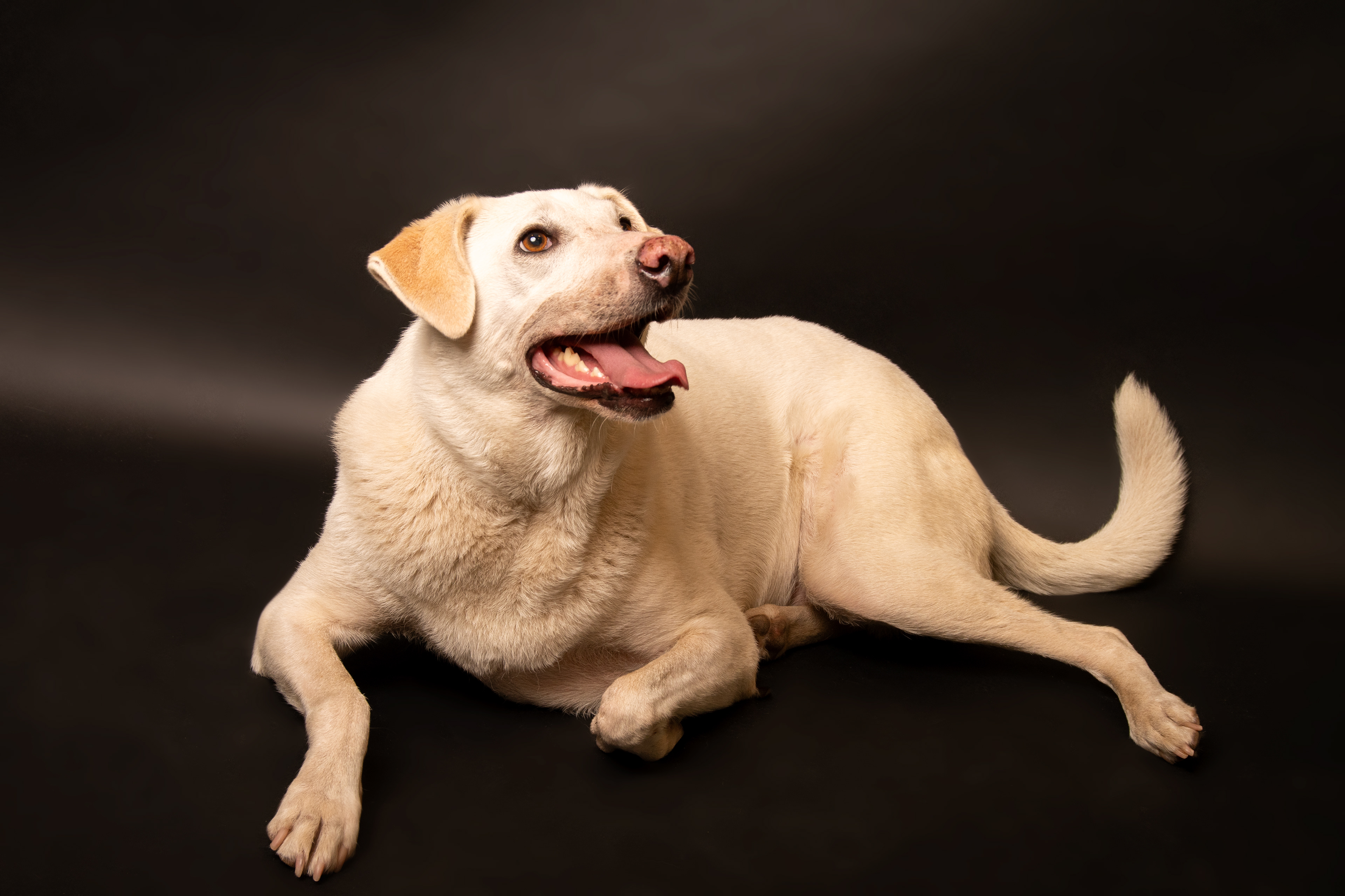 Honden fotografie