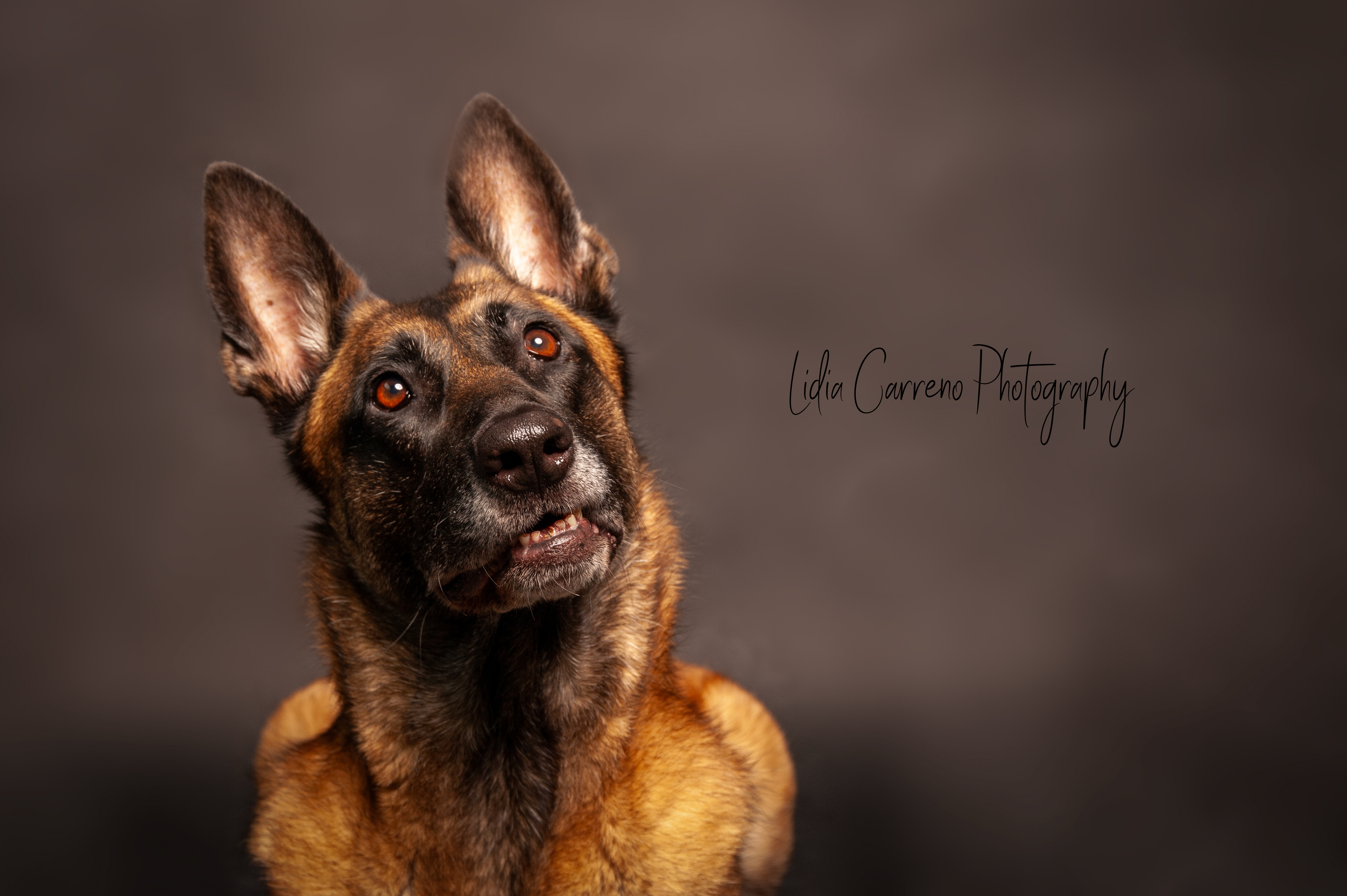 Honden fotografie Limburg