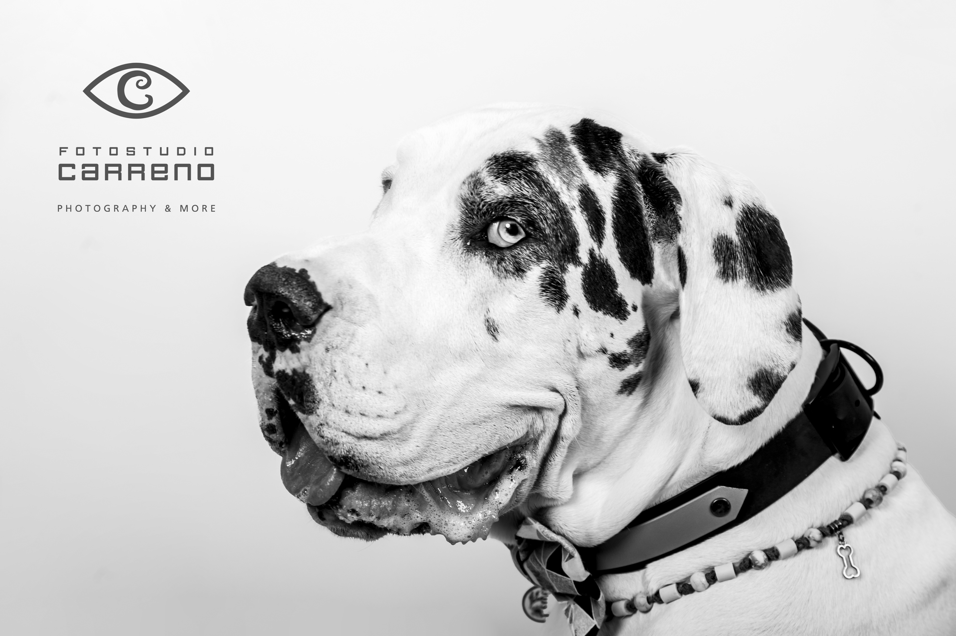 Honden fotograaf Roermond