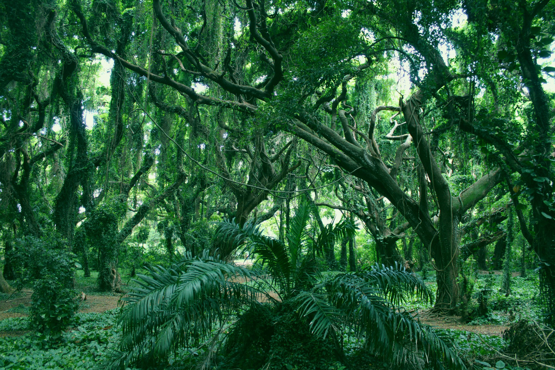 Maui Enchanted Forest, Maui, Hawaii