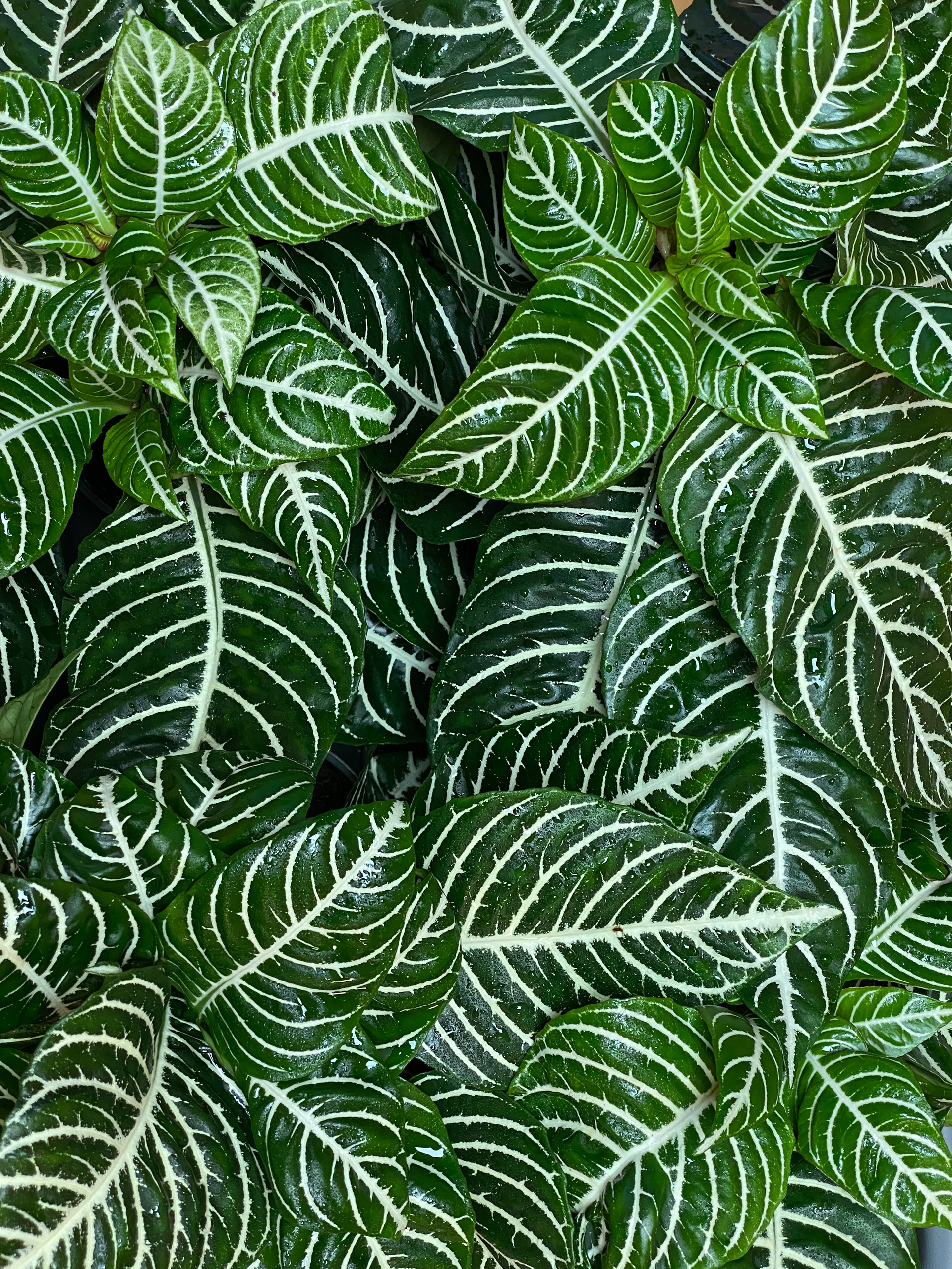 Zebra Plant