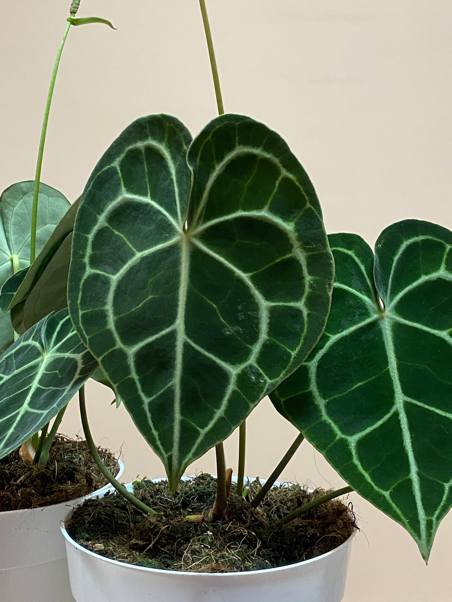 Anthurium
