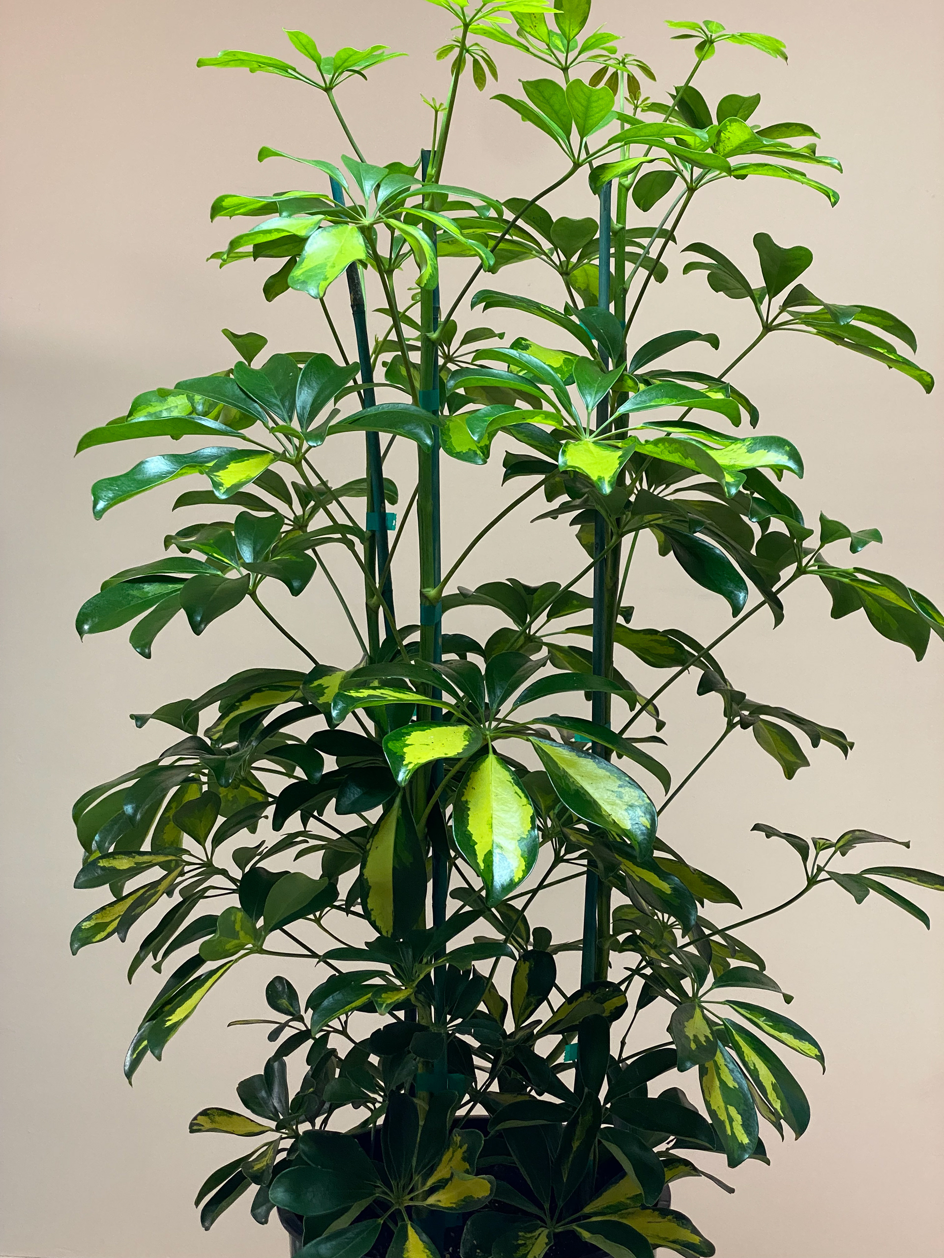 Schefflera Arboricola Variegated