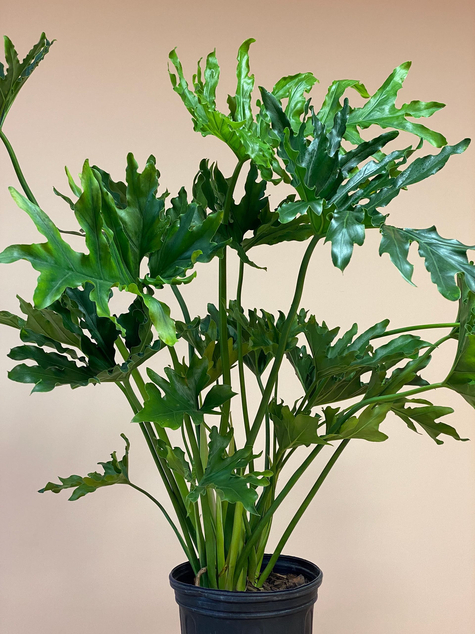 Philodendron Selloum Hope