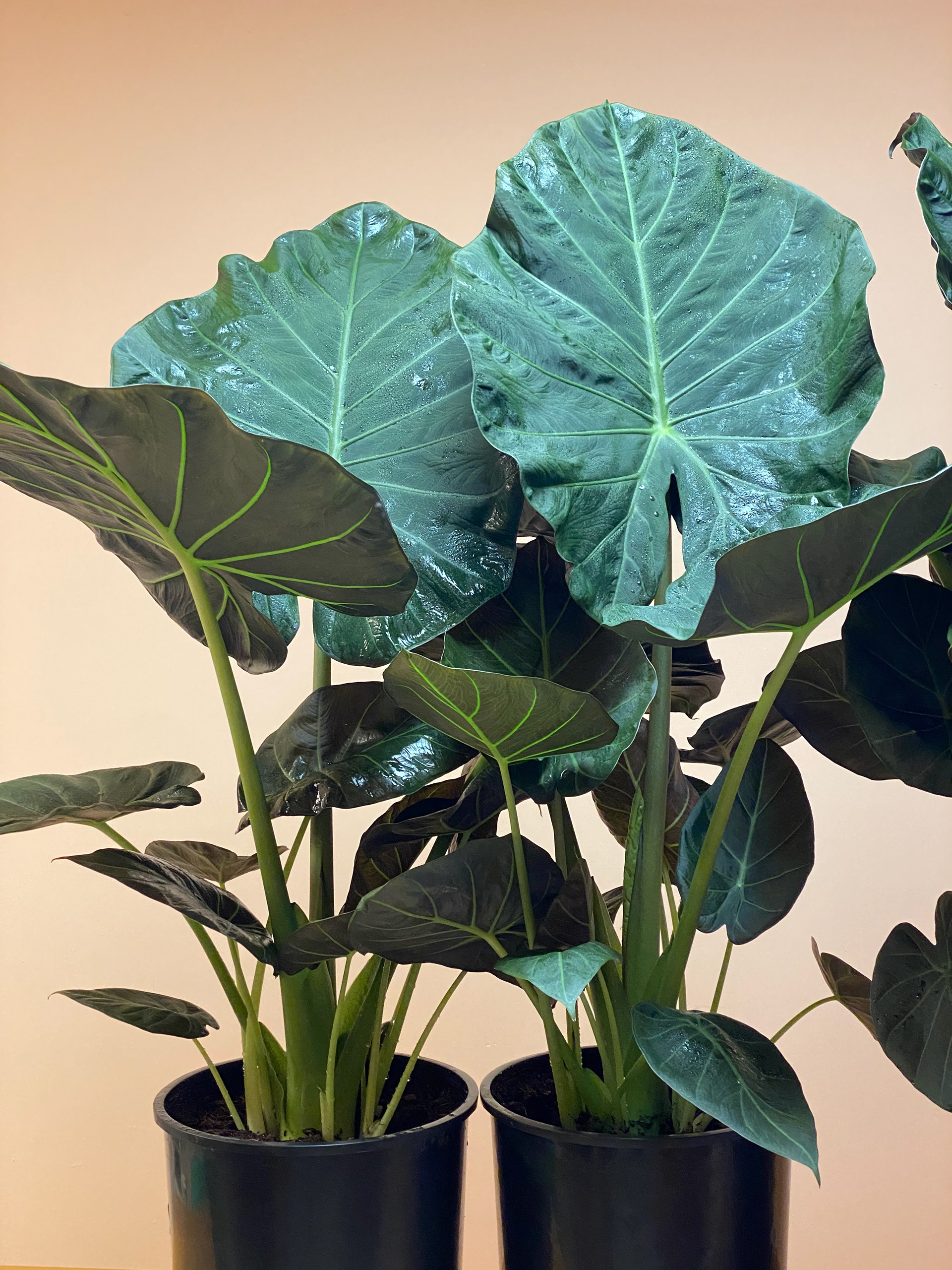 Alocasia Regal Shield