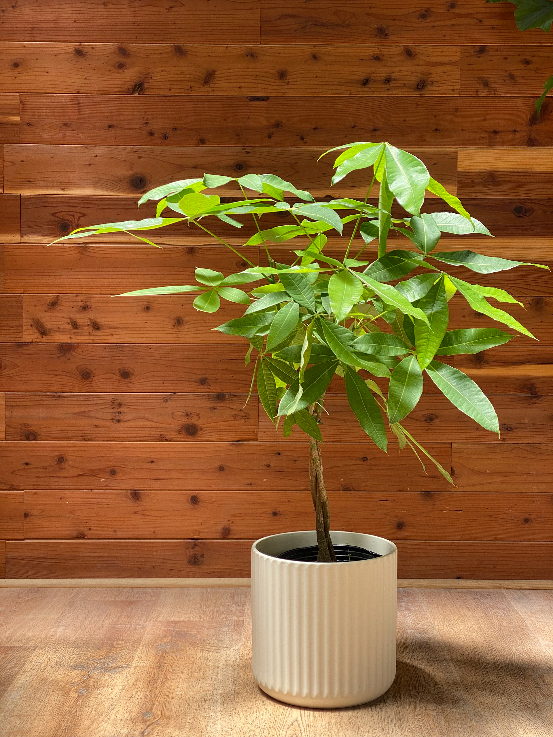 Money Tree