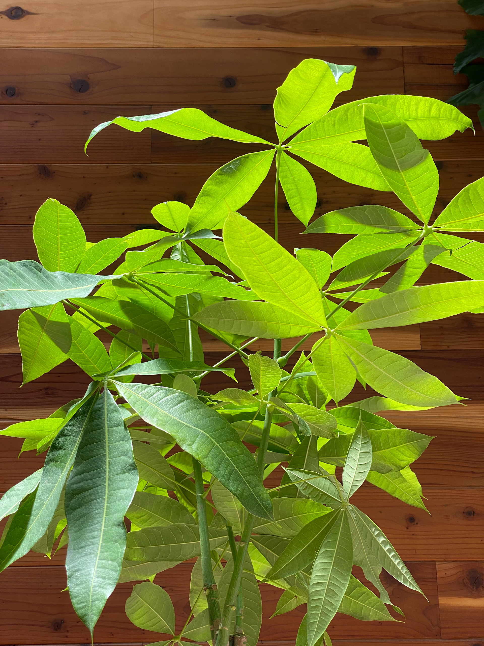 Money Tree