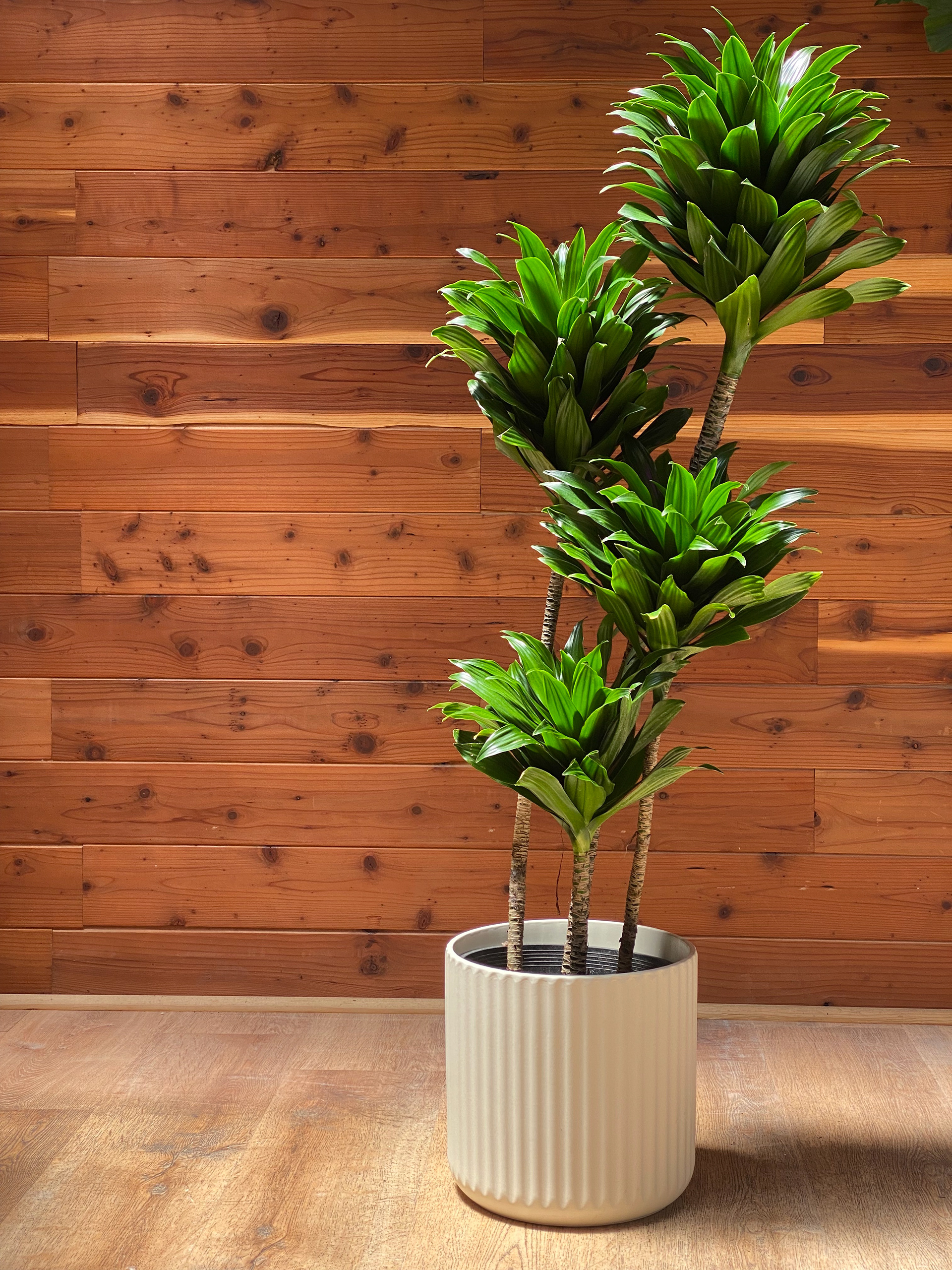 Dracaena Compacta