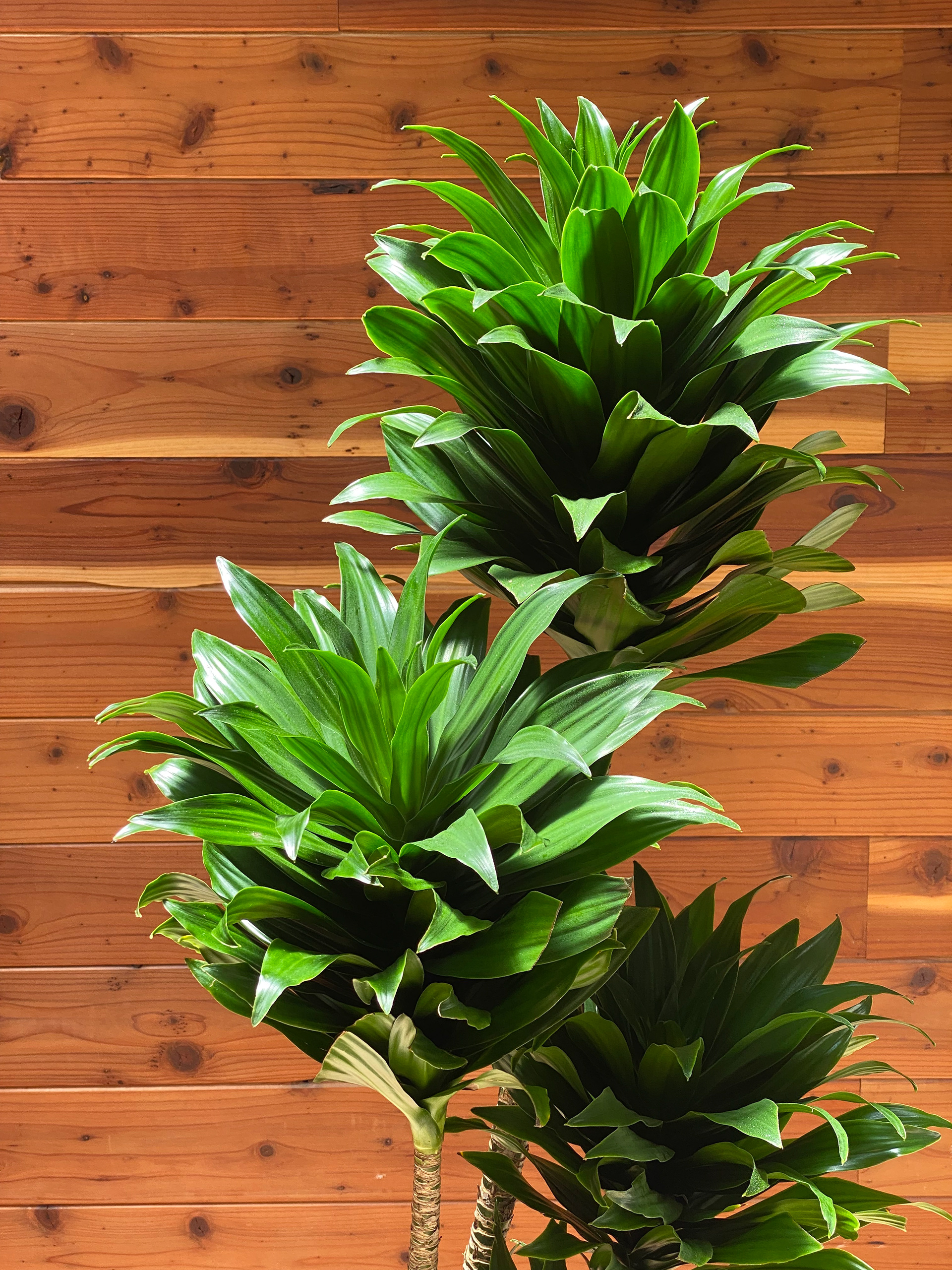 Dracaena Compacta