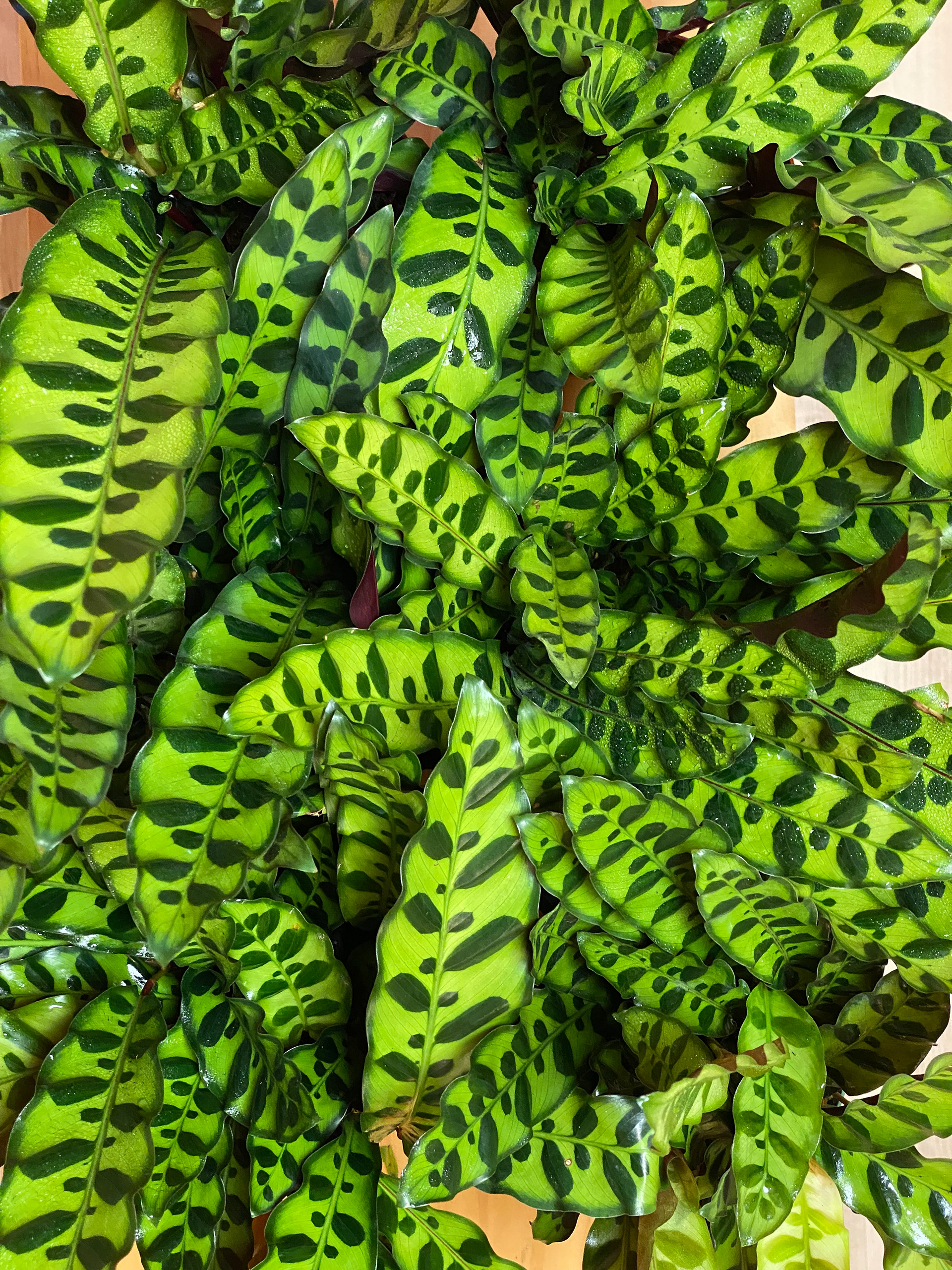 Calathea Lancifolia