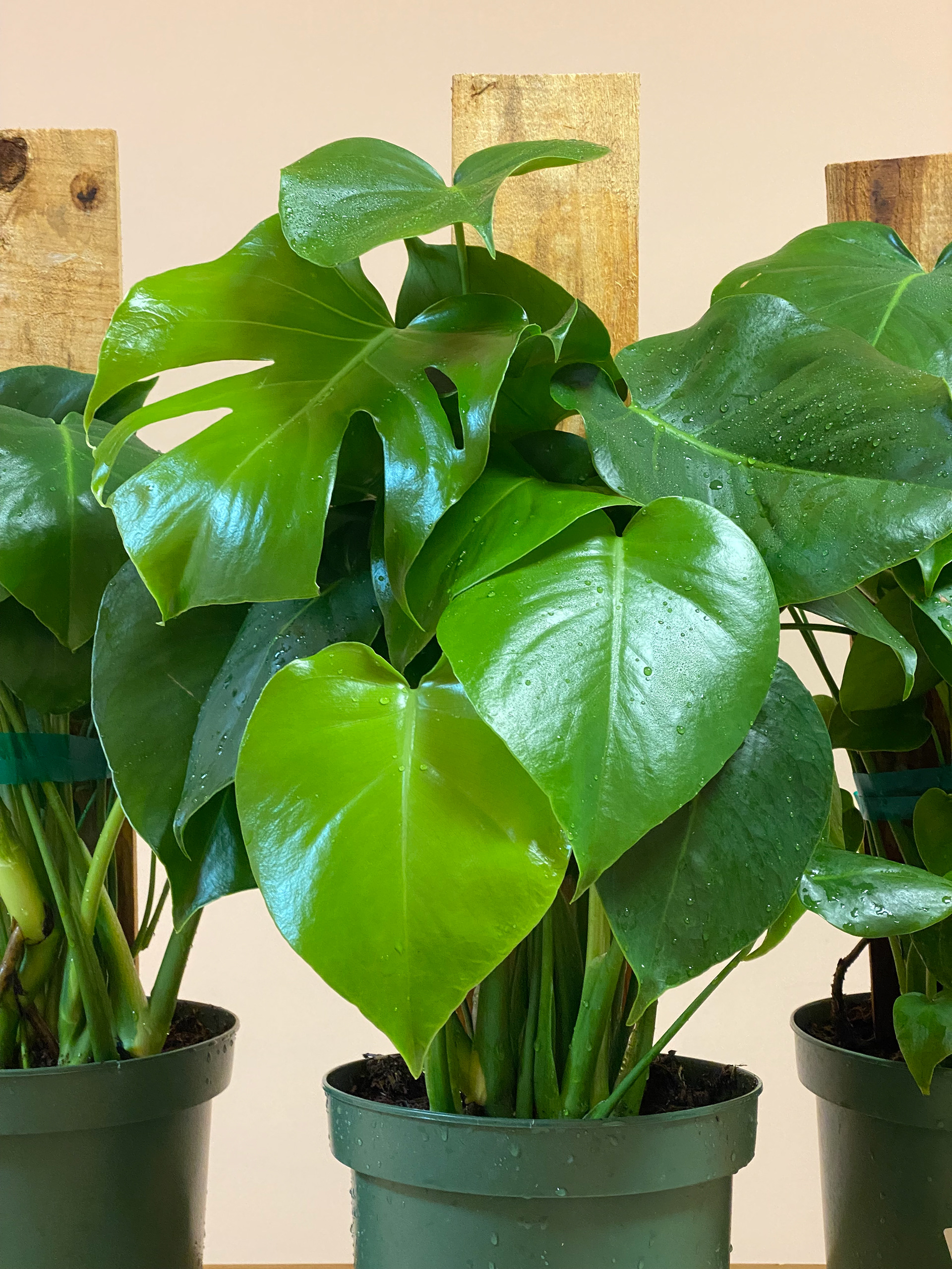 Split Leaf Philodendron