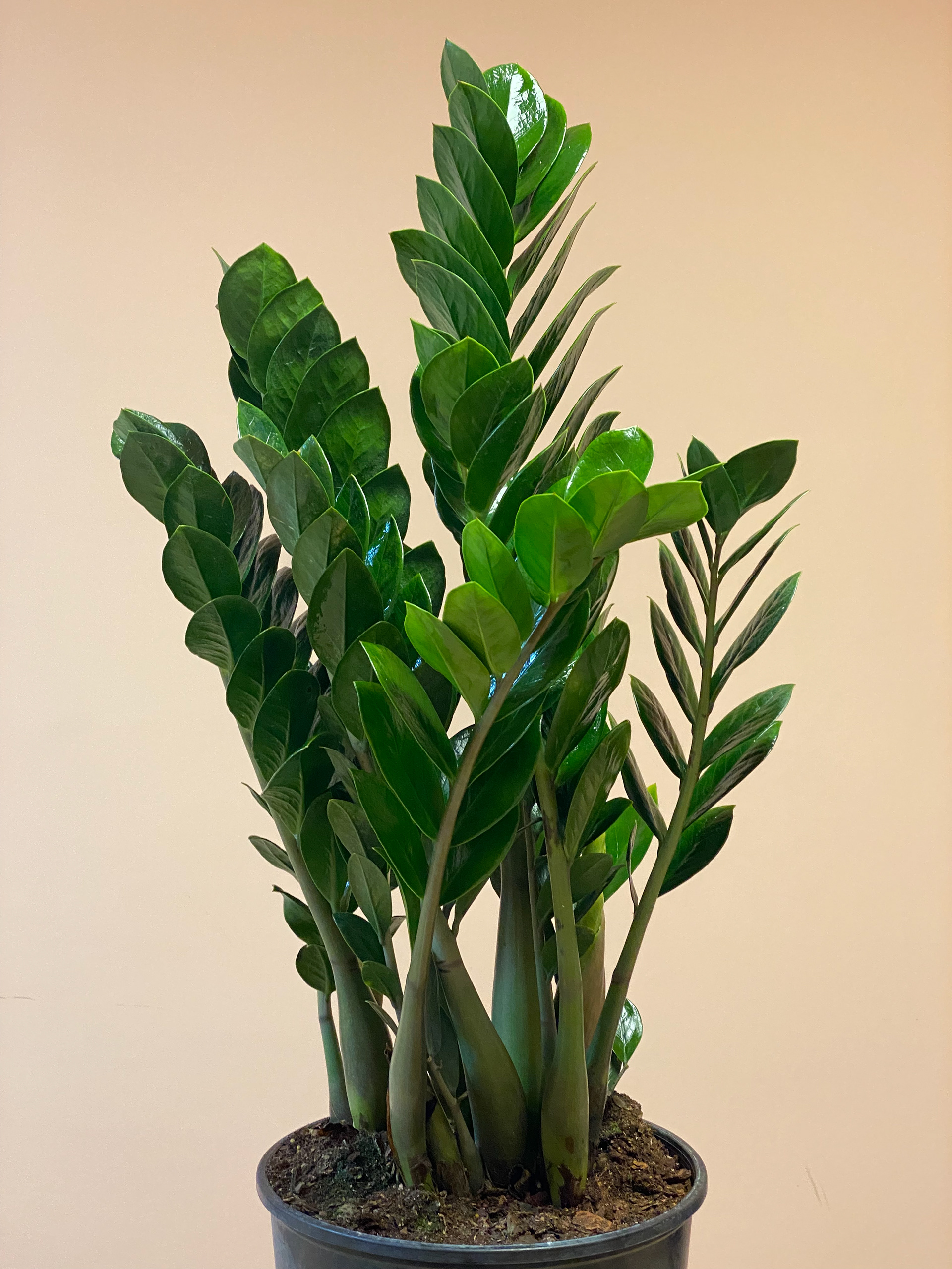 ZZ Plant