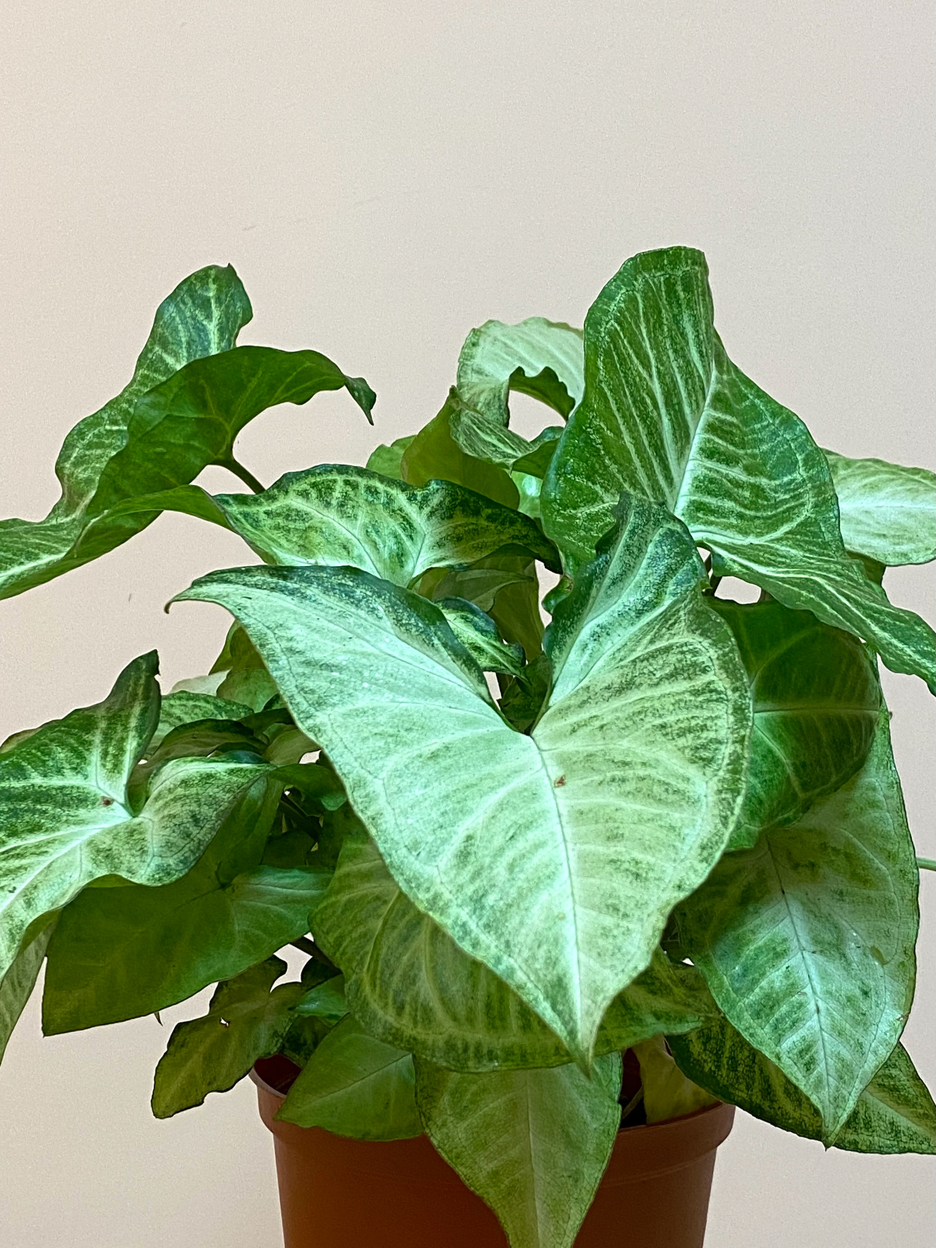 Syngonium