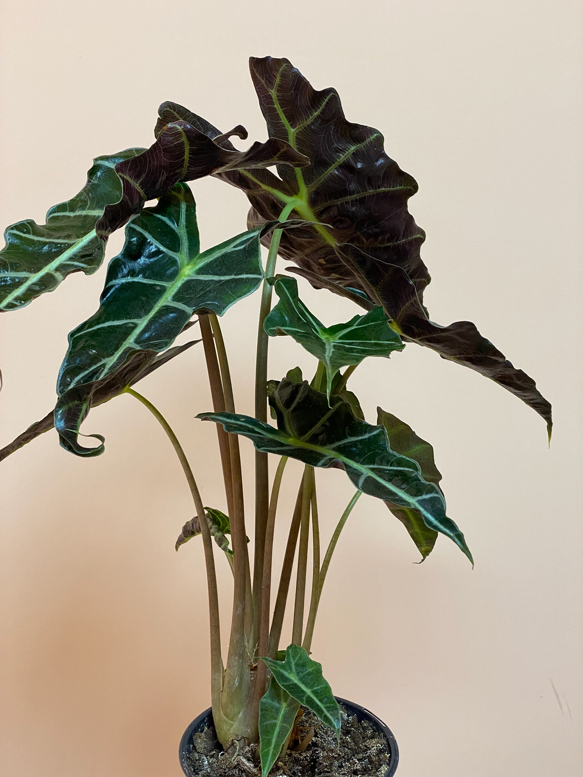 Alocasia African Mask