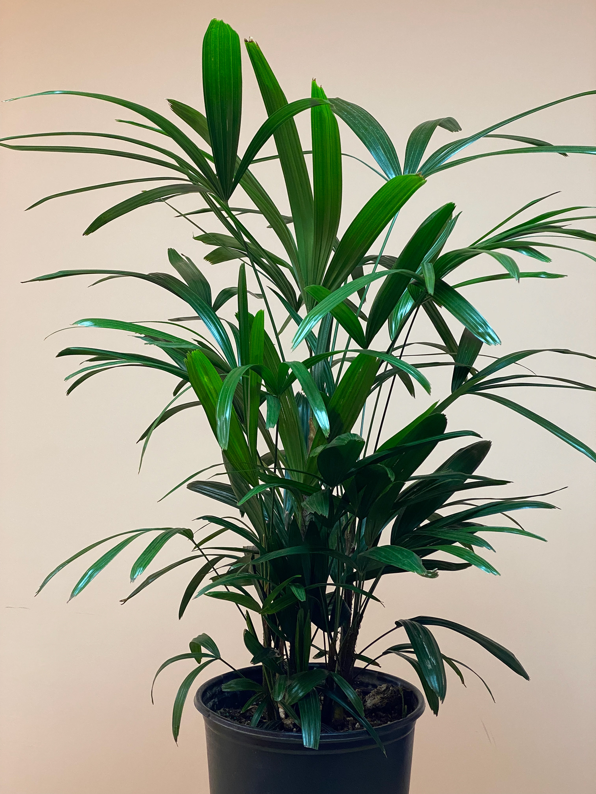 Rhapis Palm