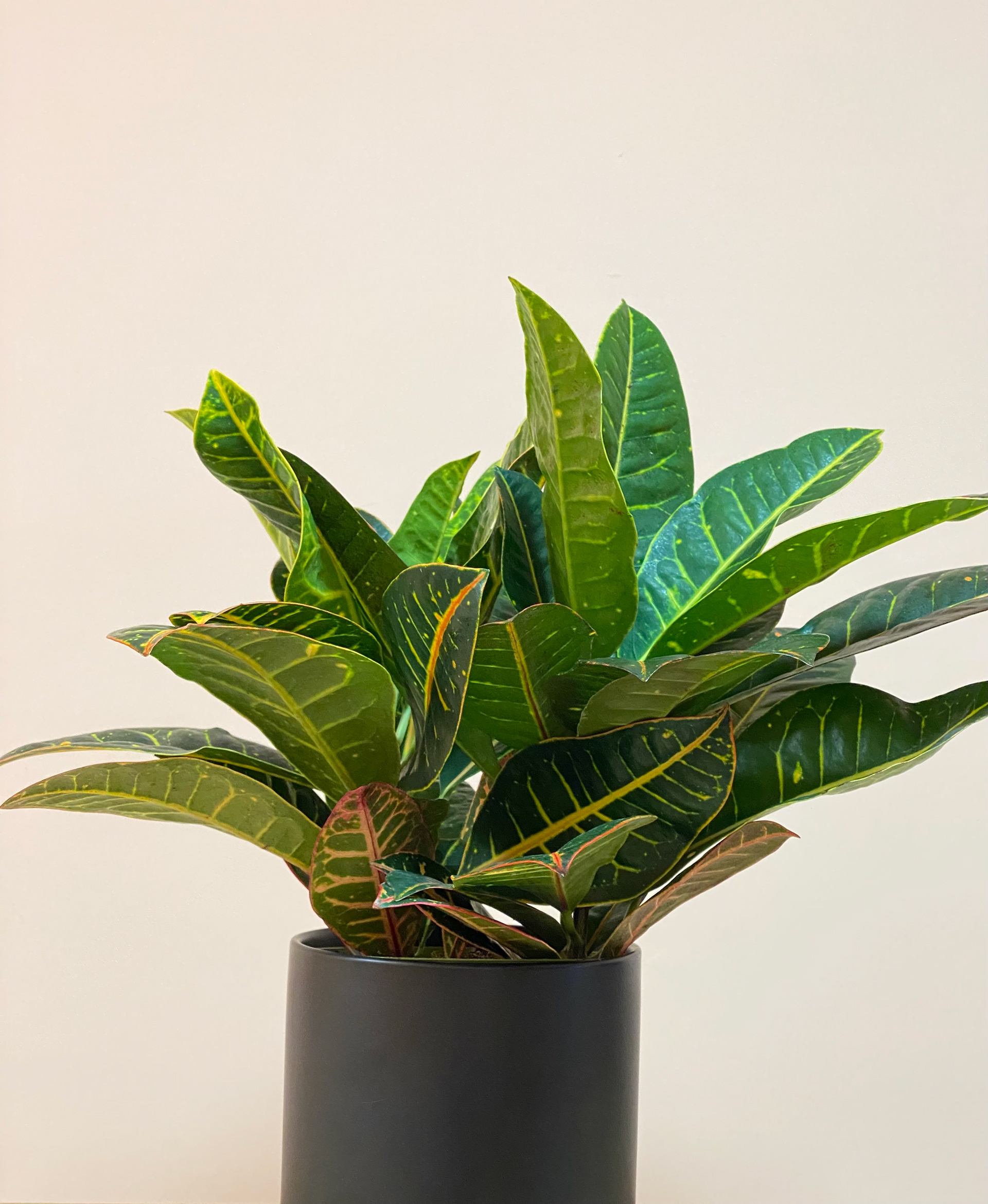 Croton Petra