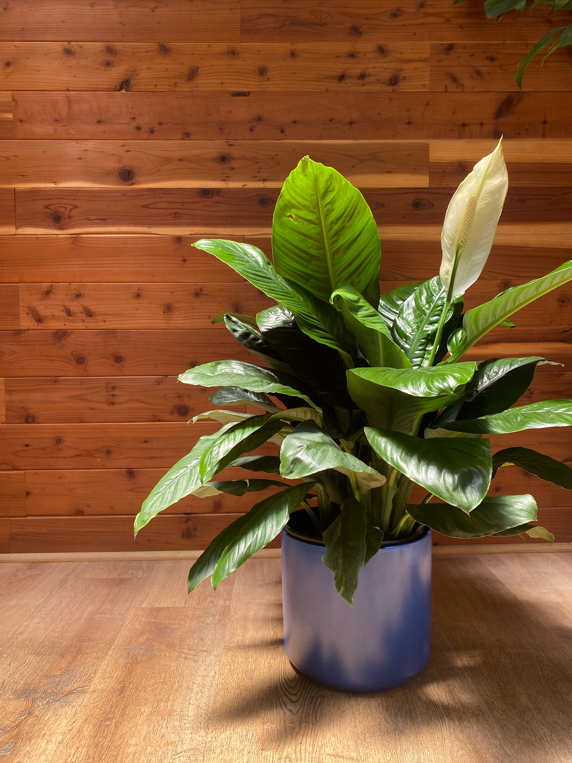 Peace Lily Sensation