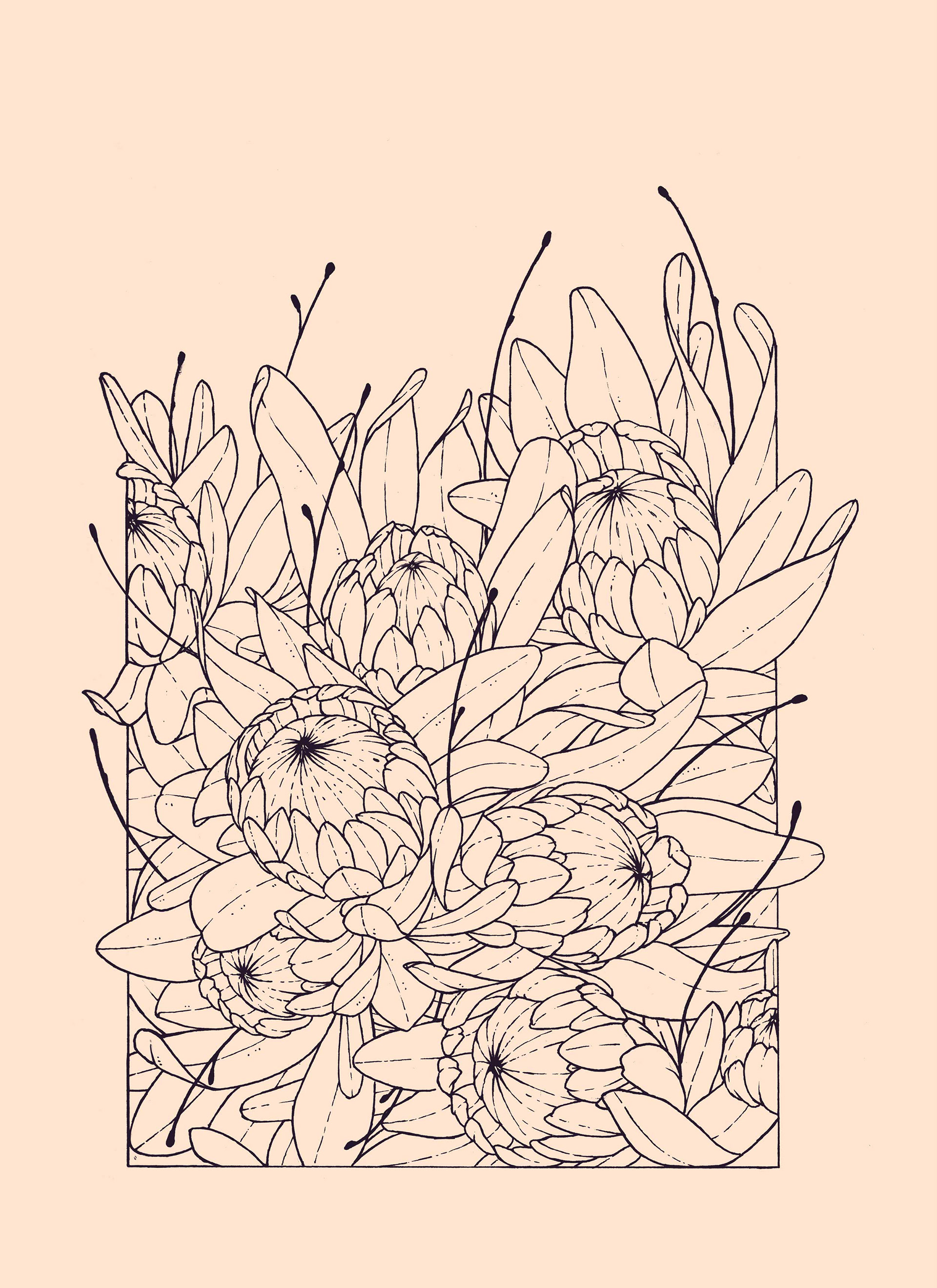 Protea linework