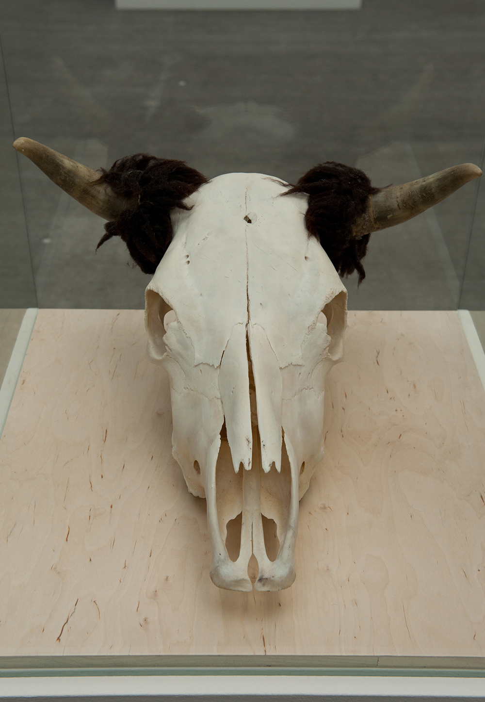 Fig 16: cow skull, bison horns