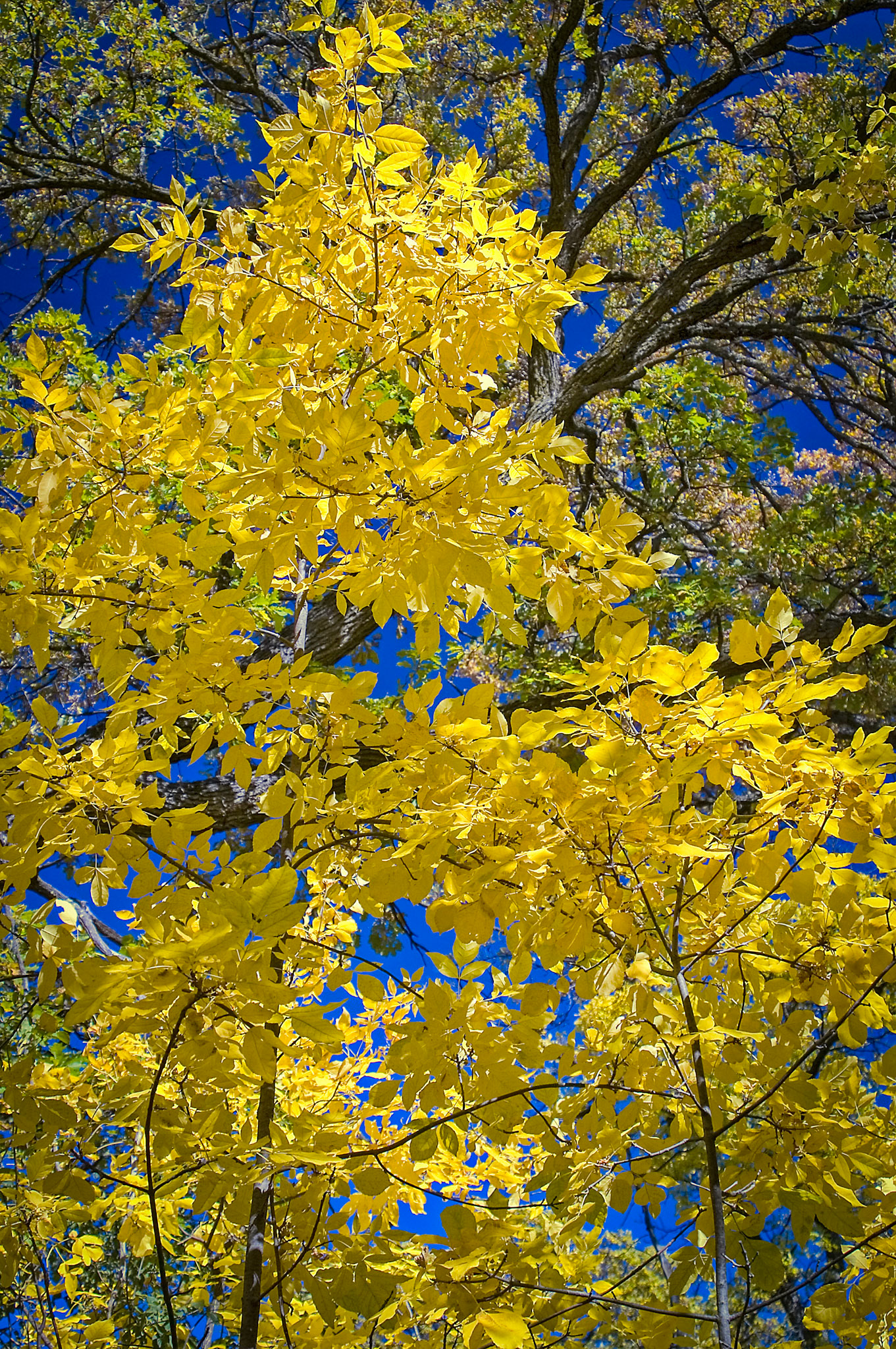 Autumn Colors