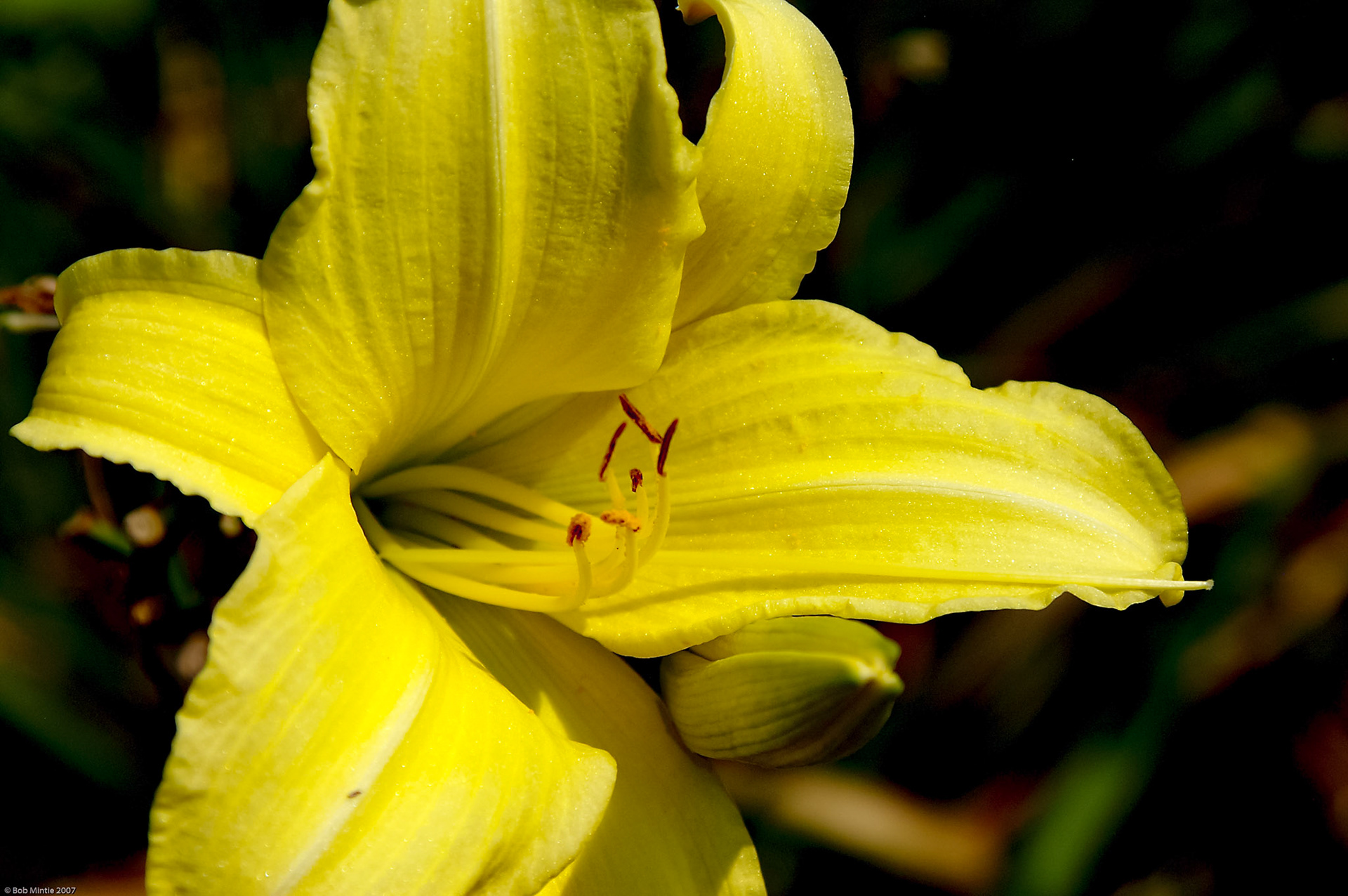 © Bob Mintie 2007