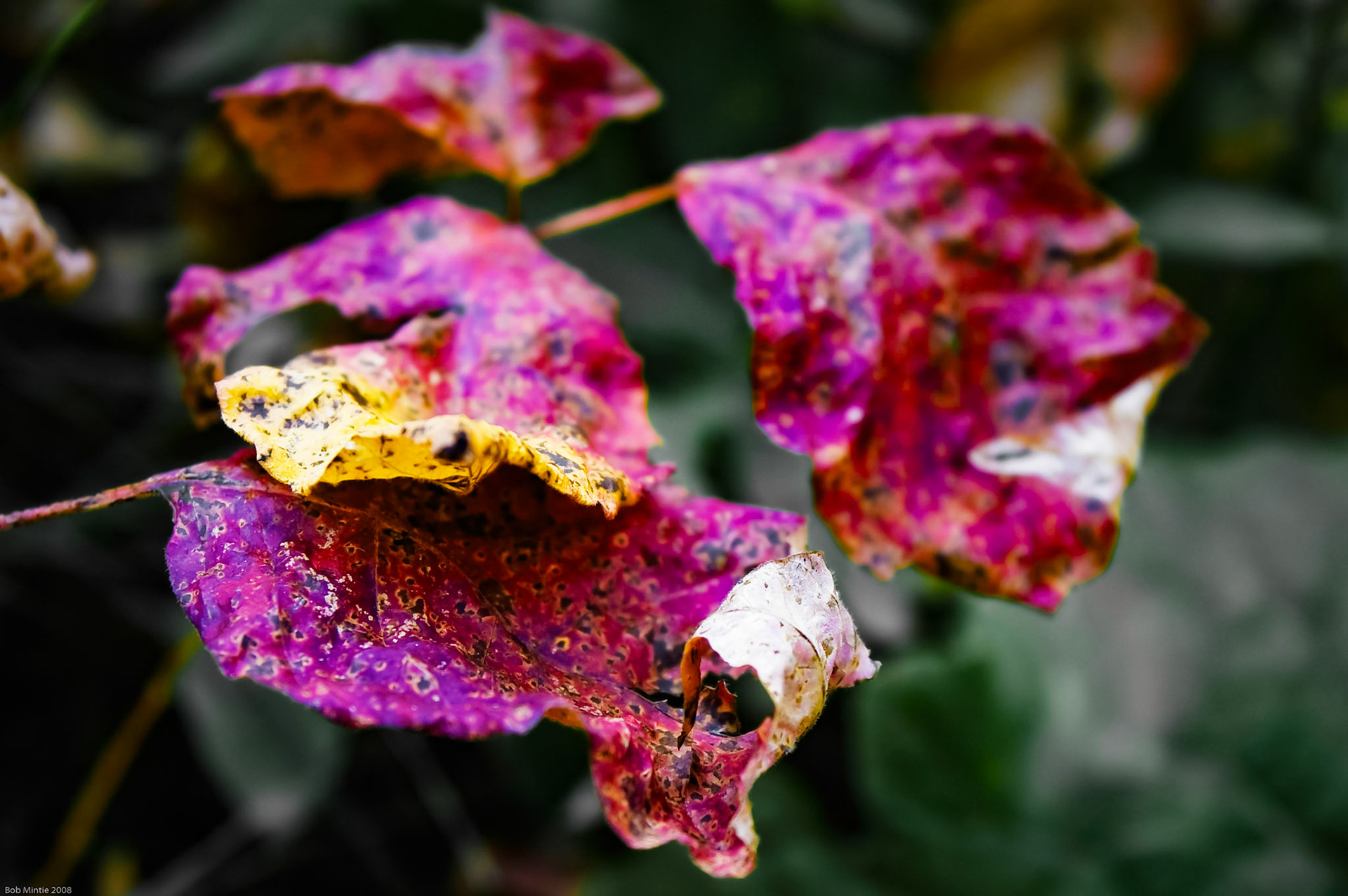 KONICA MINOLTA DIGITAL CAMERA