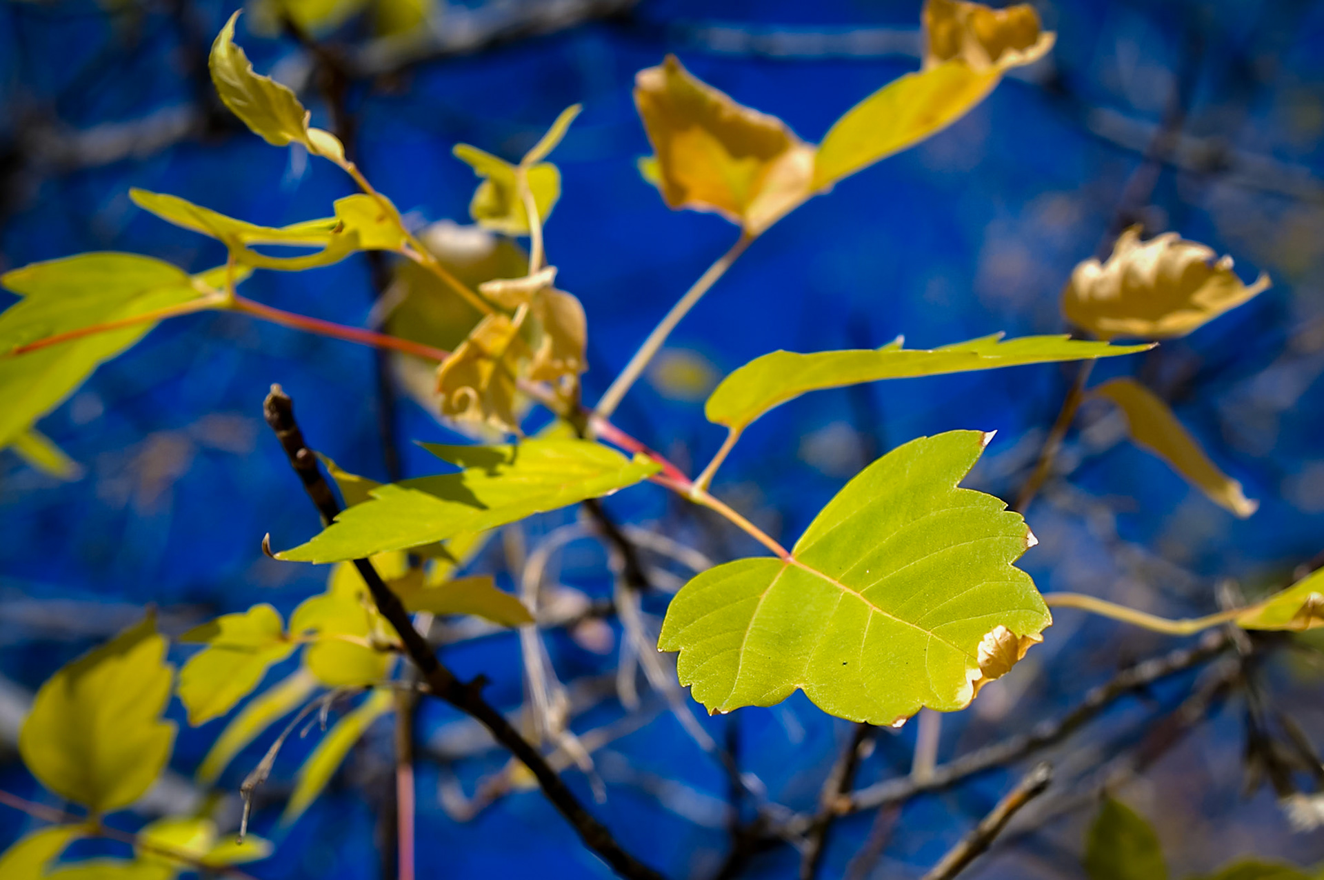 Beginning of Autumn